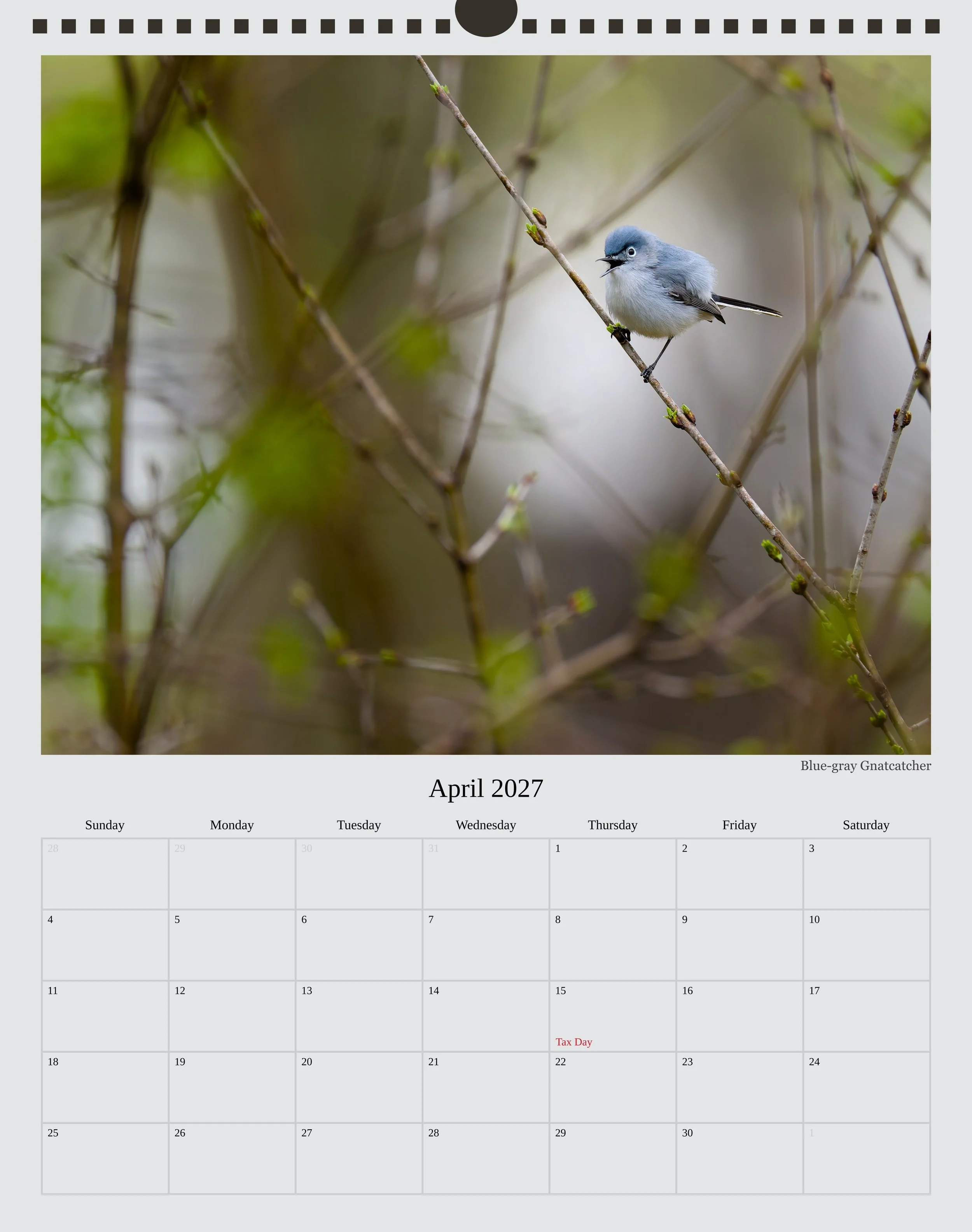A photo of the April page in a 2027 wildlife calendar showing a Blue-gray Gnatcatcher mid-call perched among out of focus thin branches in the foreground and background.