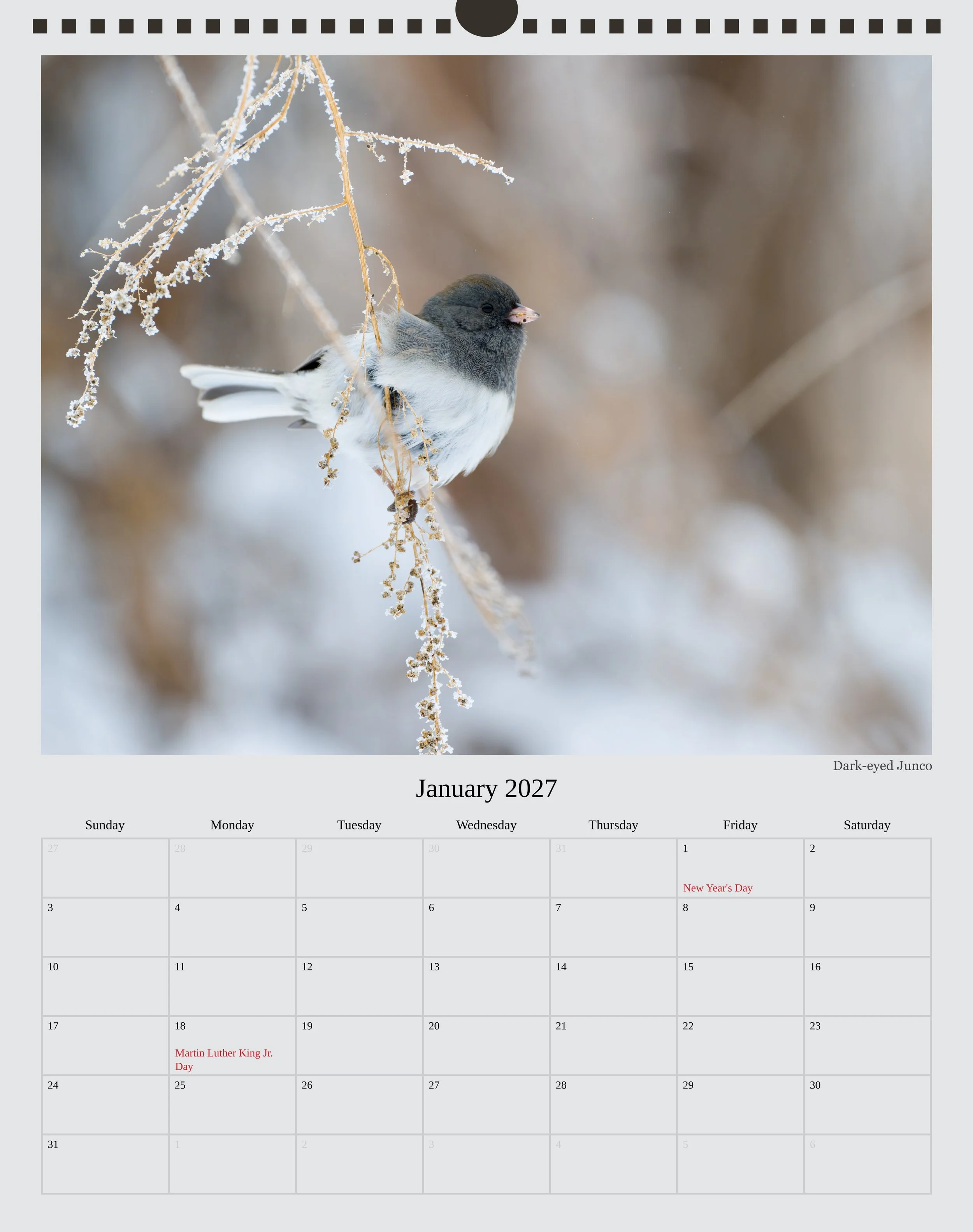A photo of the January page in a 2027 wildlife calendar showing a Dark-eyed Junco perched on a piece of dead grass covered in frost.