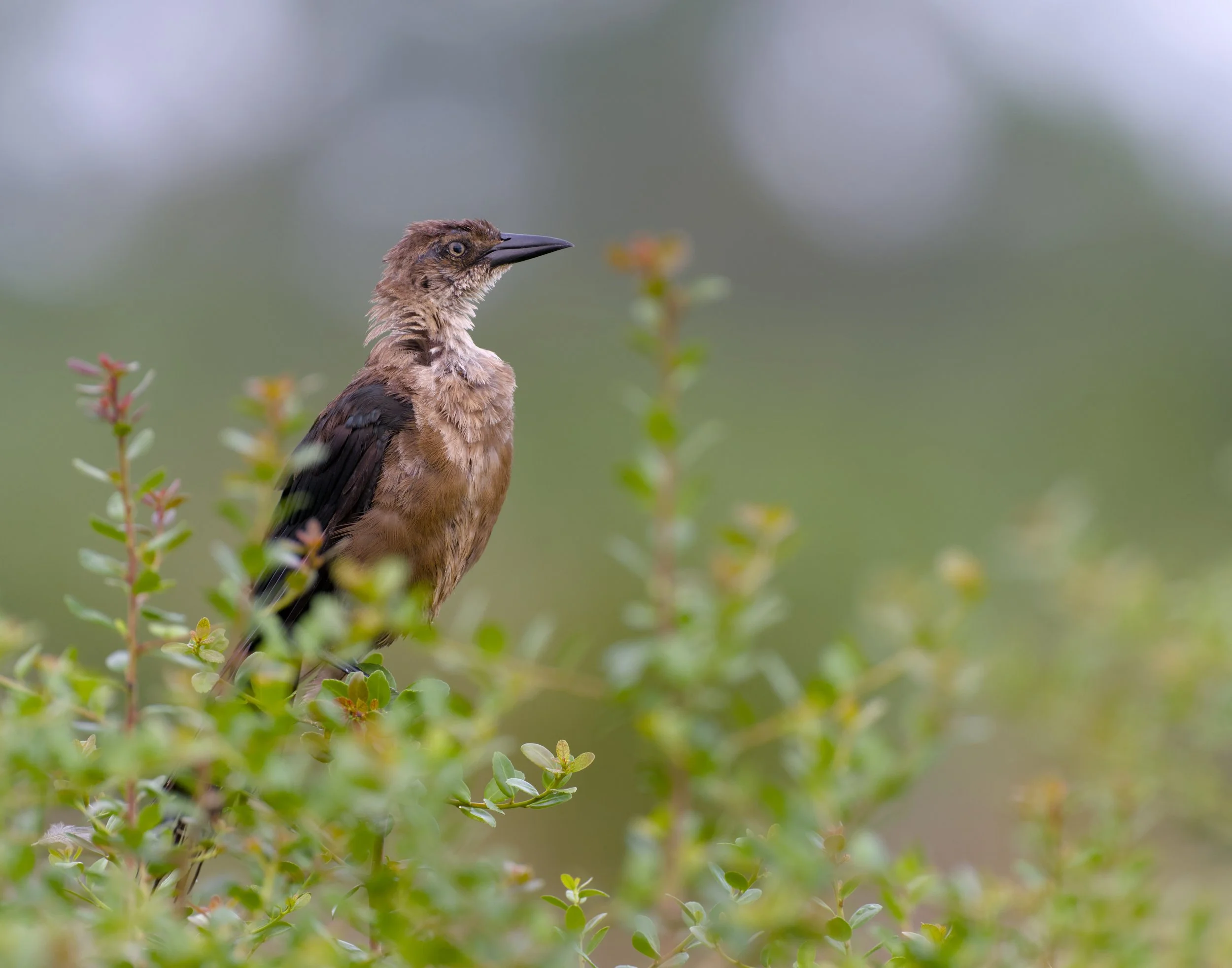 Boat-tailed Grackle mid molt perched in a bush with blurry foreground branches and against a blurry green background.