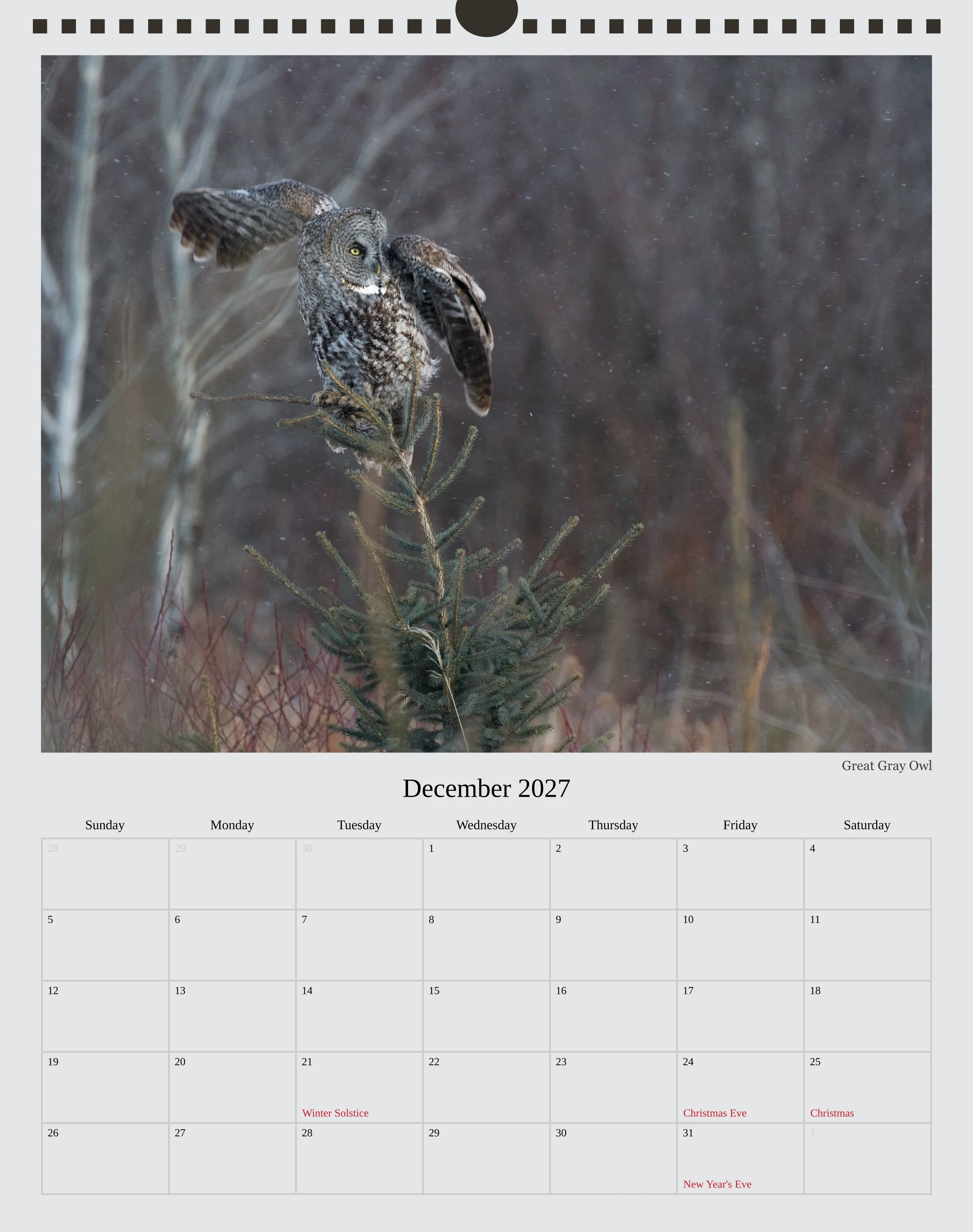 A photo of the December page in a 2027 wildlife calendar showing a Great Gray Owl mid takeoff with wings spread from the tip of a small spruce tree among a flurry of snow.