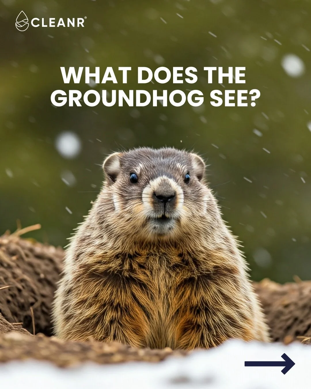 What does the groundhog see? 🕳️

The same problem, repeating itself, every time we do laundry.🧺

Every day, washing our clothes releases thousands of microplastic fibers into our waterways.

Groundhog Day doesn&rsquo;t have to repeat forever.🌊

CL