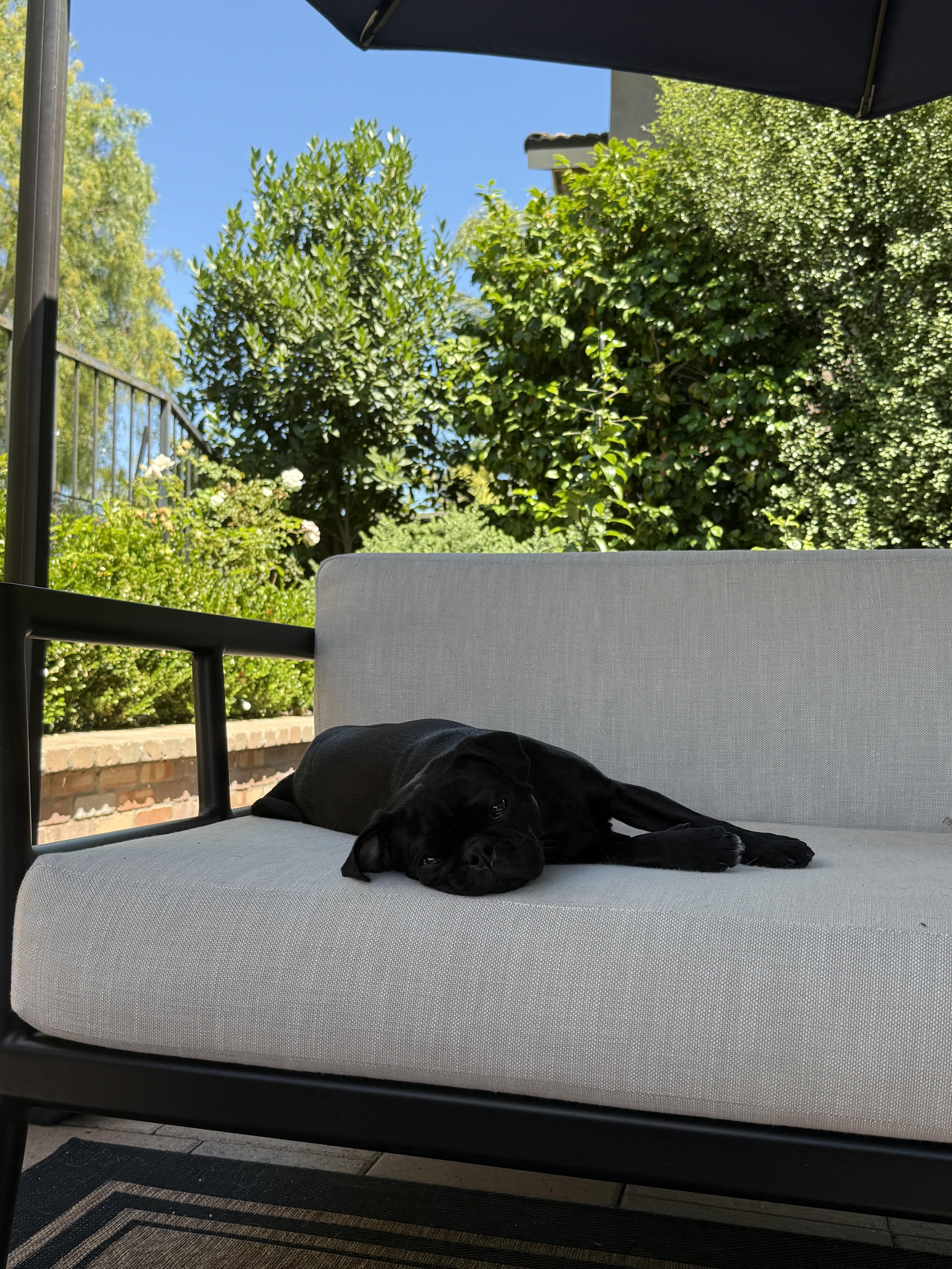 A small black puppy lying on a light-colored outdoor sofa under a large umbrella, with green trees and a blue sky in the background.