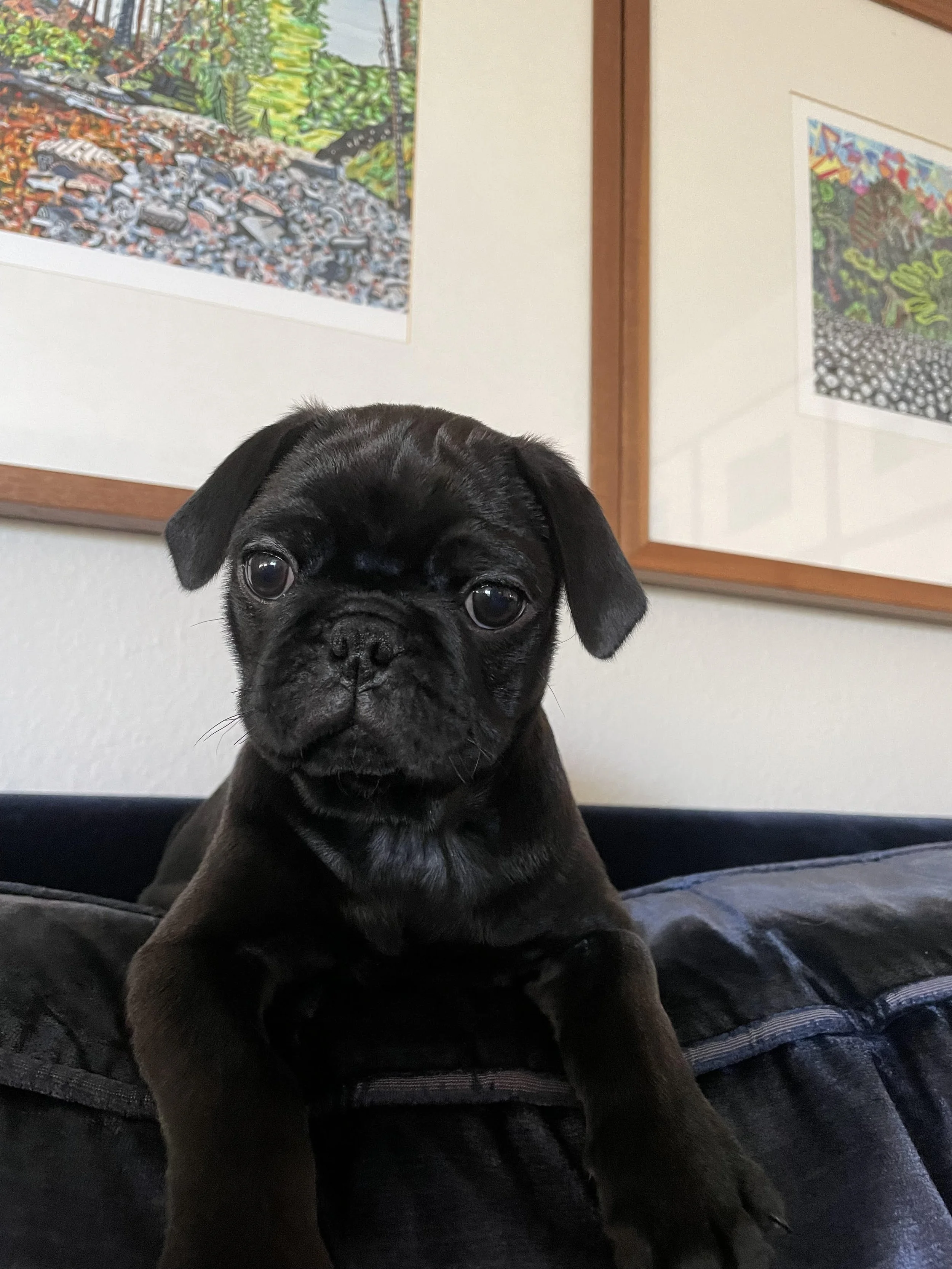 A black puppy with big eyes sitting on a dark cushion, with framed colorful artwork on the wall behind it.