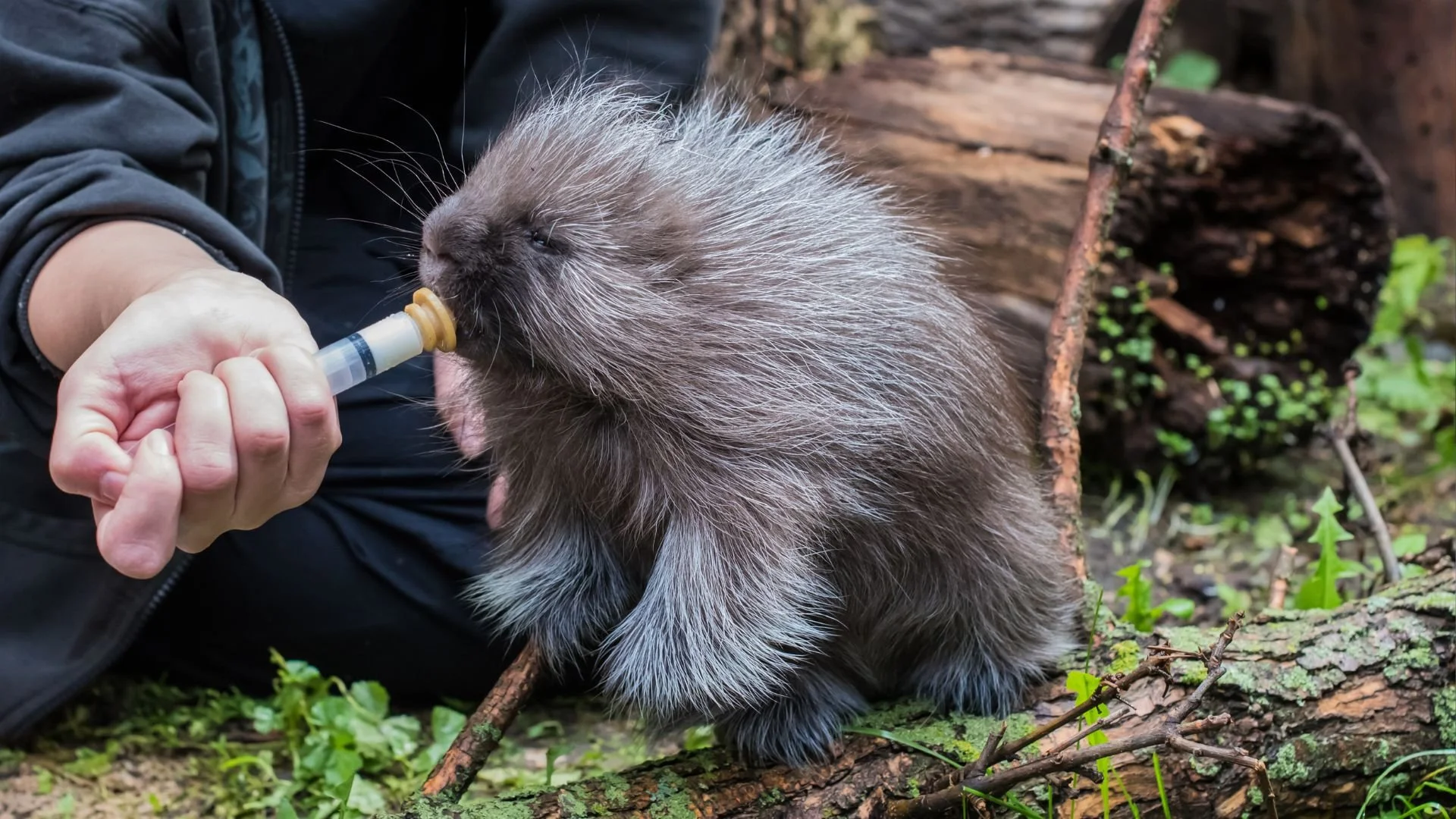What to do if you find an injured or orphaned porcupine — Staying Wild