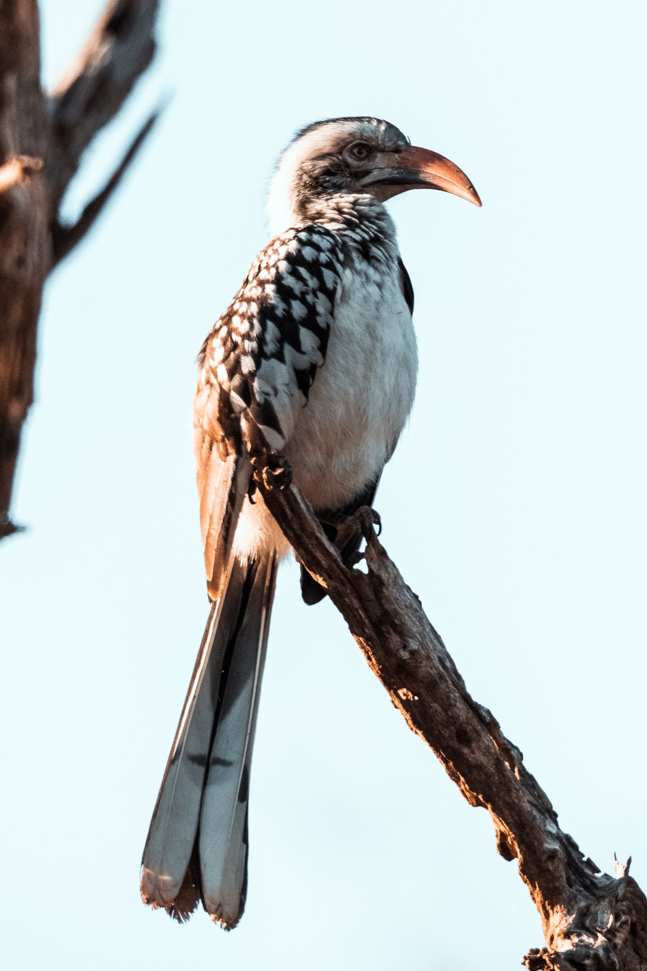 kruger-0911.jpg