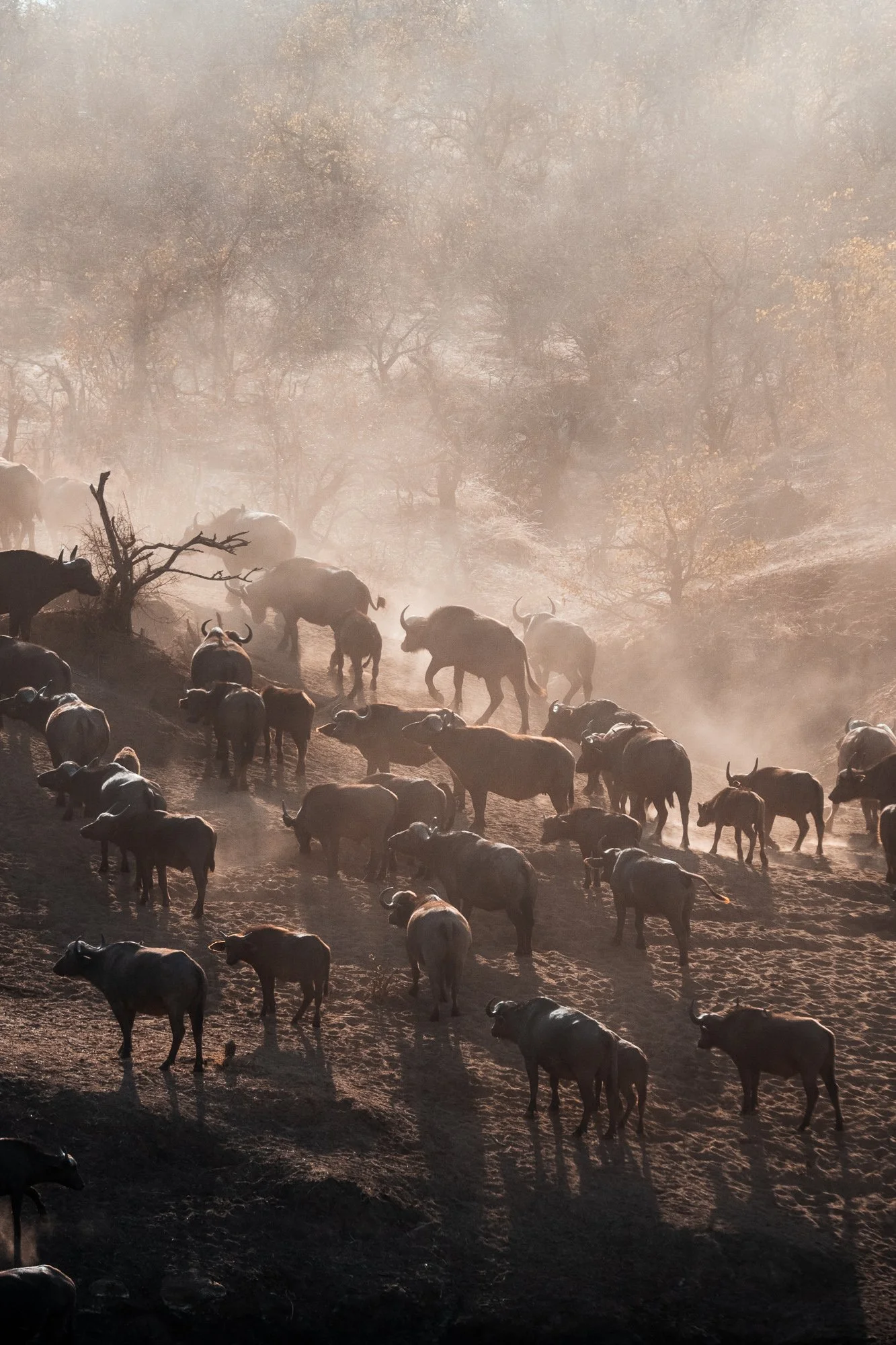 kruger-9013.jpg
