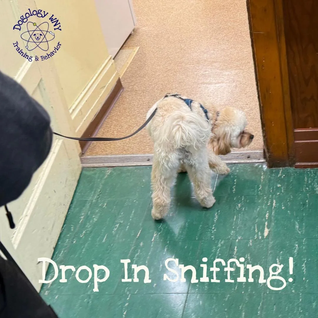 Drop in Nose Work 🐾 Link in comments 

Tuesday at 6pm and 8:15pm in North Tonawanda

Thursday at 7:15pm in Williamsville