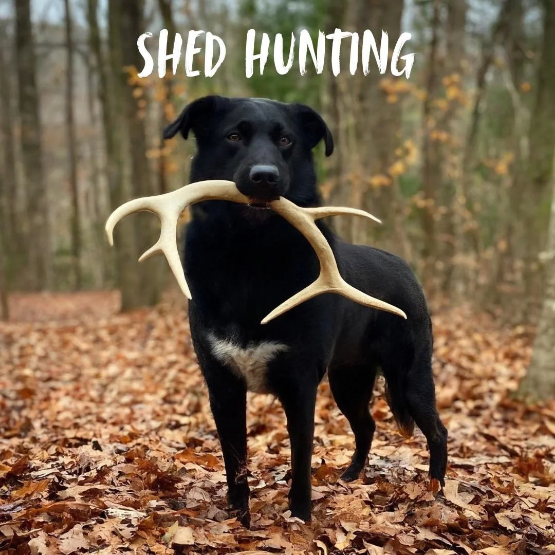 Winter Adventure Time: Shed Hunting is back! 🦌

Looking for a fun way to keep your dog&rsquo;s brain and nose busy this winter? Try Shed Hunting &mdash; the sport of teaching your dog to find naturally shed deer antlers!

Whether you&rsquo;re brand 