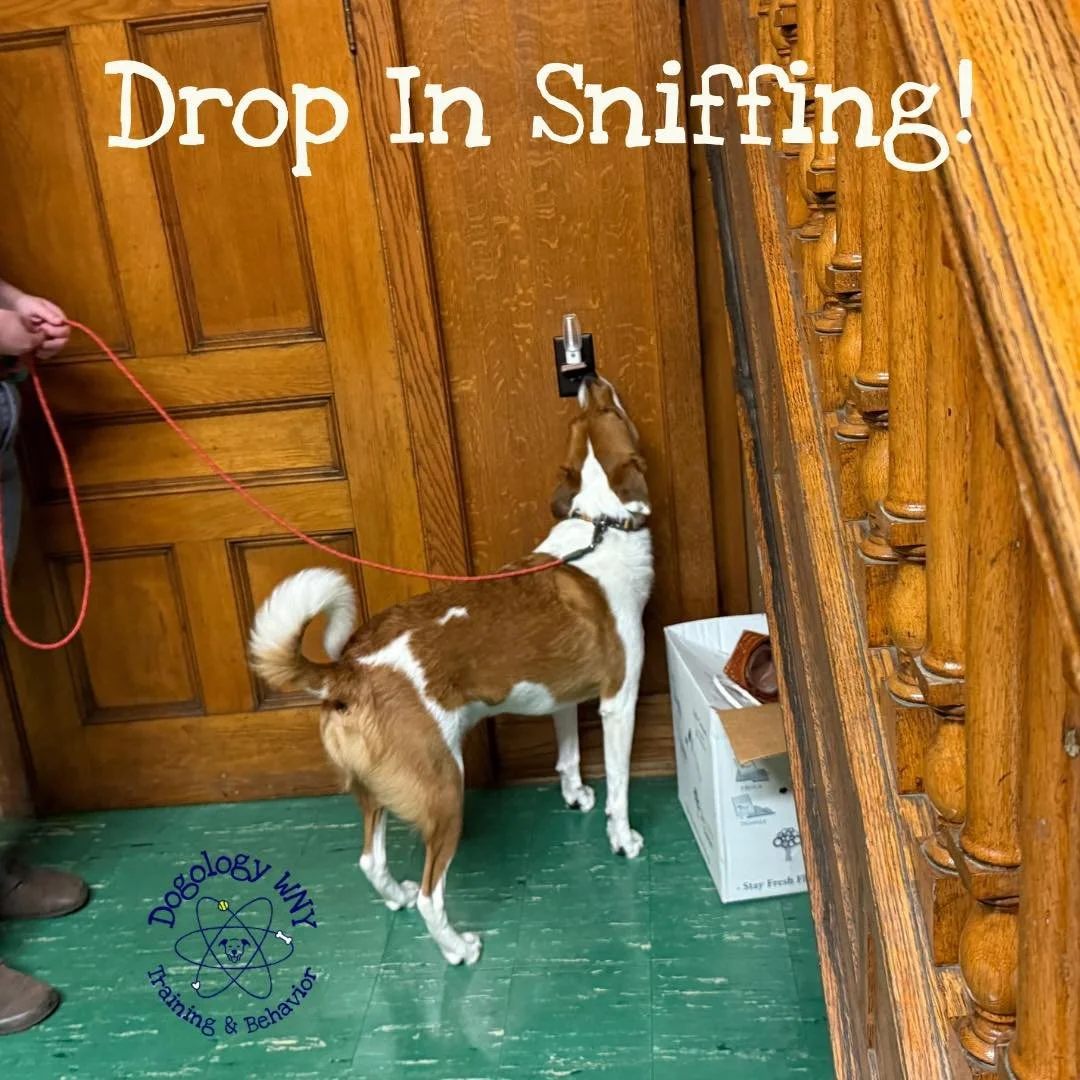 Drop in nose work Tuesday at 6pm and 8:15pm in North Tonawanda and Thursday at 7:15pm in Williamsville 🐾 Click the link in the comments to sign up!
