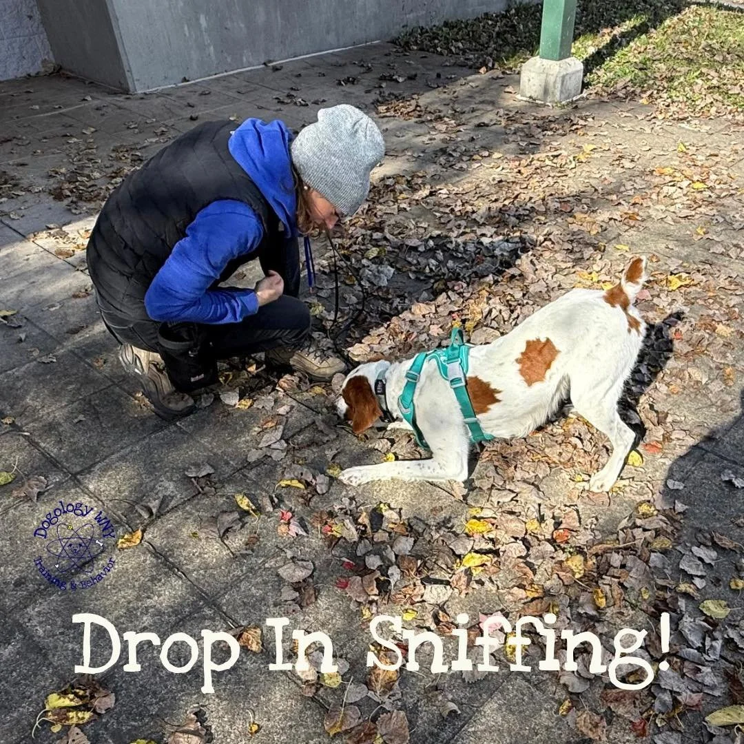 A couple spots to sniff today at 11:00 in Amherst! Come tire your dog out before the Bills game ❤️💙🦬

https://DogologyWNY.as.me/DropInSniffs