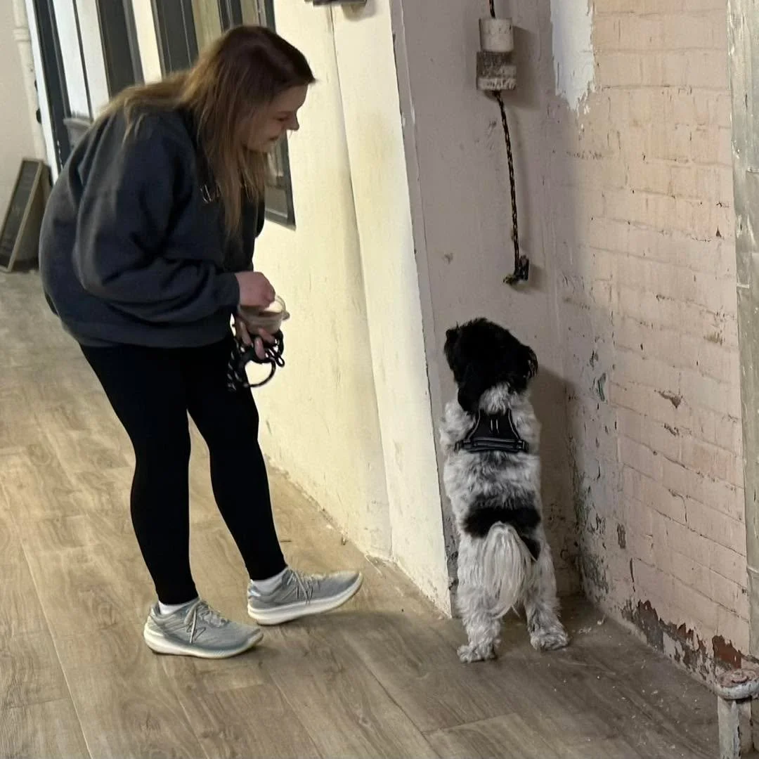 Our next session of ongoing nose work classes starts next week - 7pm is full but 8:15pm has space 🐾 $150 for 6 weeks - a good deal per class compared to a drop in class. Link in comments. 

December drop in nose work classes will be posted this week