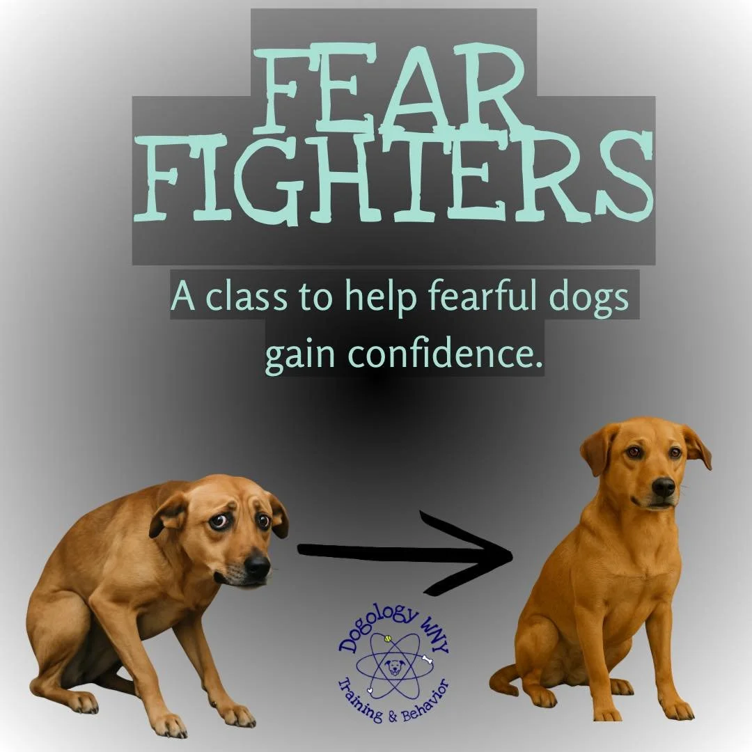 Fear Fighters is now virtual!

If your dog struggles with fear or anxiety, you don&rsquo;t have to deal with getting your fearful dog to an in-person class &mdash; you can progress right from home! 

In this class, you&rsquo;ll learn:
🐾 How to ident