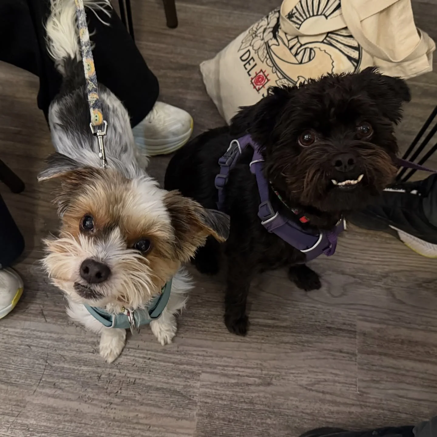 Tiny bean Brewey Manners night @fatteybeer Wurlitzer 🐾🐶 With a visit from Scooter to provide Level 2 distractions 😉