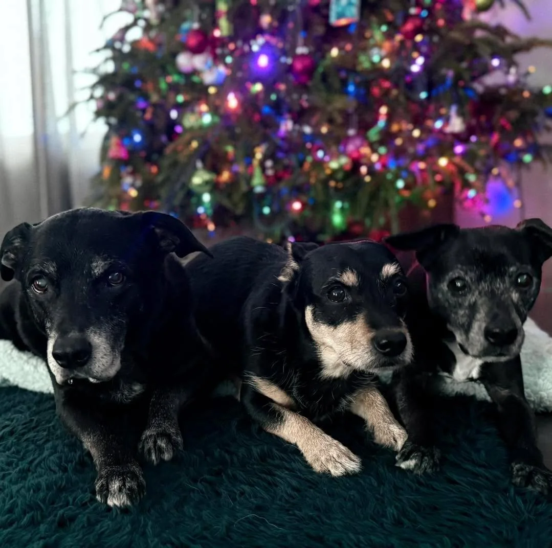 Looking for a training class in the New Year?

Check out our class offerings - we will be offering Modern Family Dog and Reactivity Rewired in January; an Intro to Nose Work class in February; and Leash Physics / Street Smarts in the spring (yes, we&