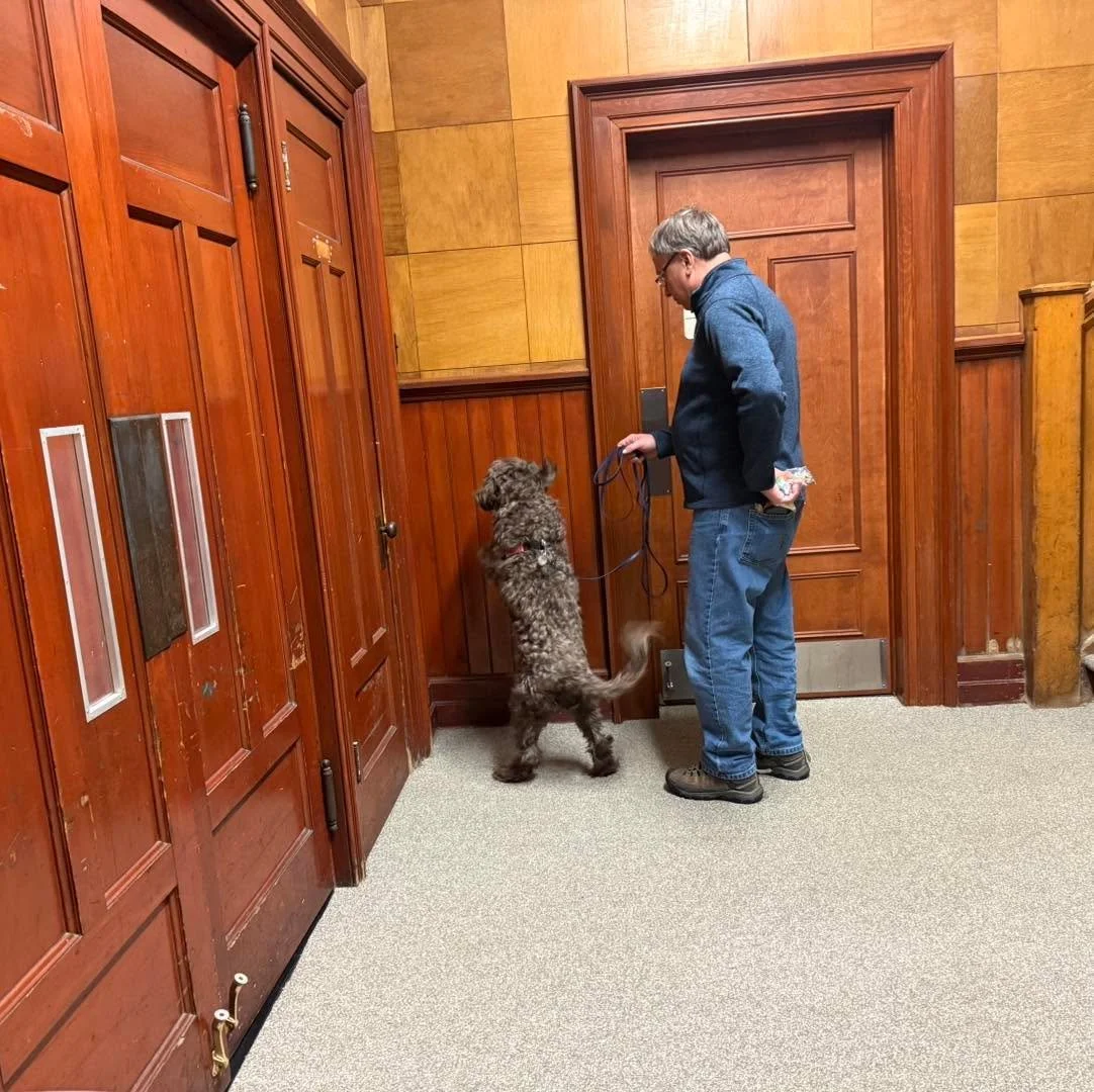 Wall hides in nose work class last night 🐾🐶