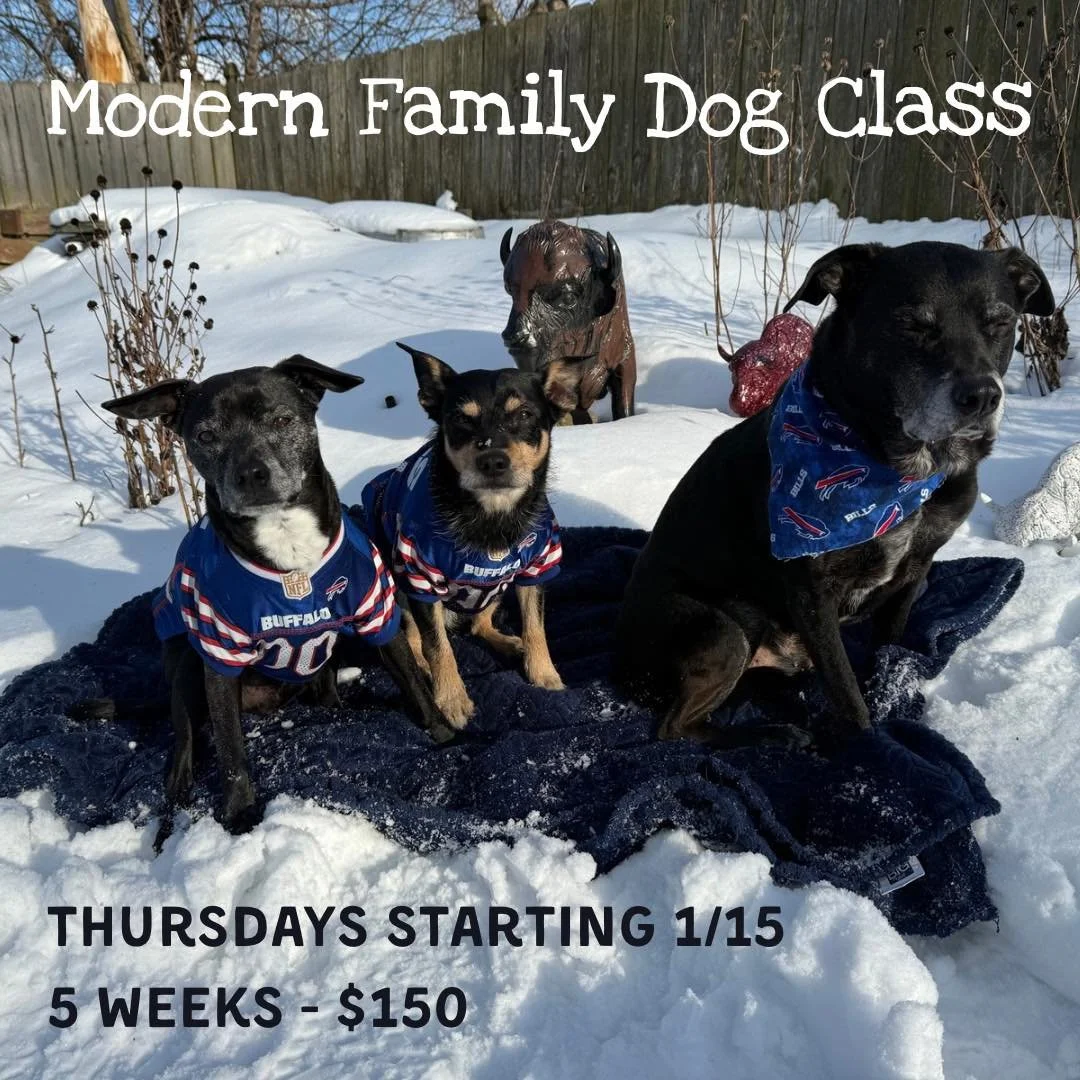 🎉 Start the New Year with a Well‑Mannered Dog! 🐾

New year, new skills! Join us this January for Modern Family Dog &mdash; a fun, practical class designed to help your dog be calm, confident, and well‑mannered at home and out in the world.

Whether