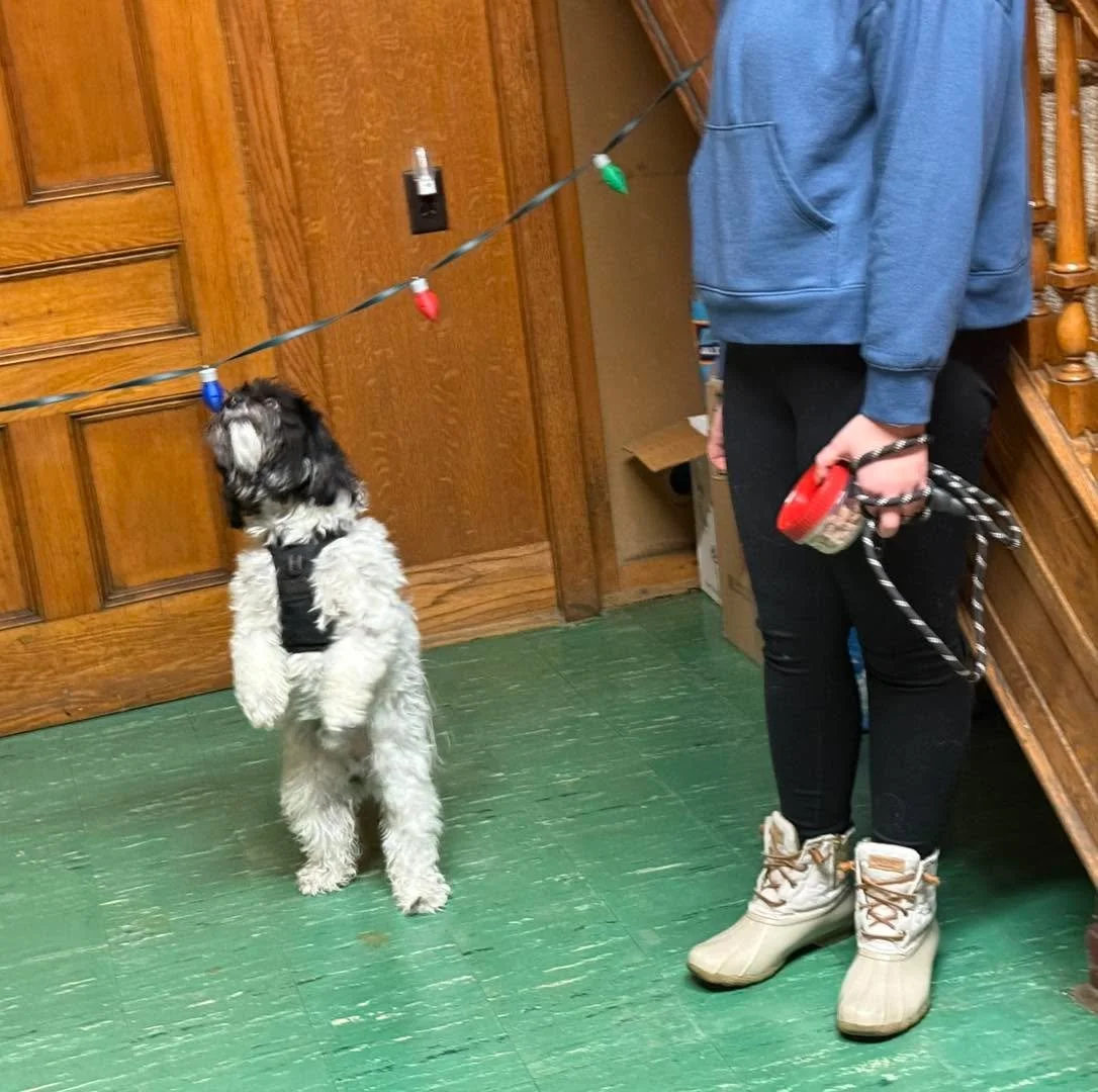 Last night&rsquo;s sniffy fun 🐾❤️🎄

More Christmas fun next week 12/23 and container / ORT practice 12/30 🐶 Link in comments.