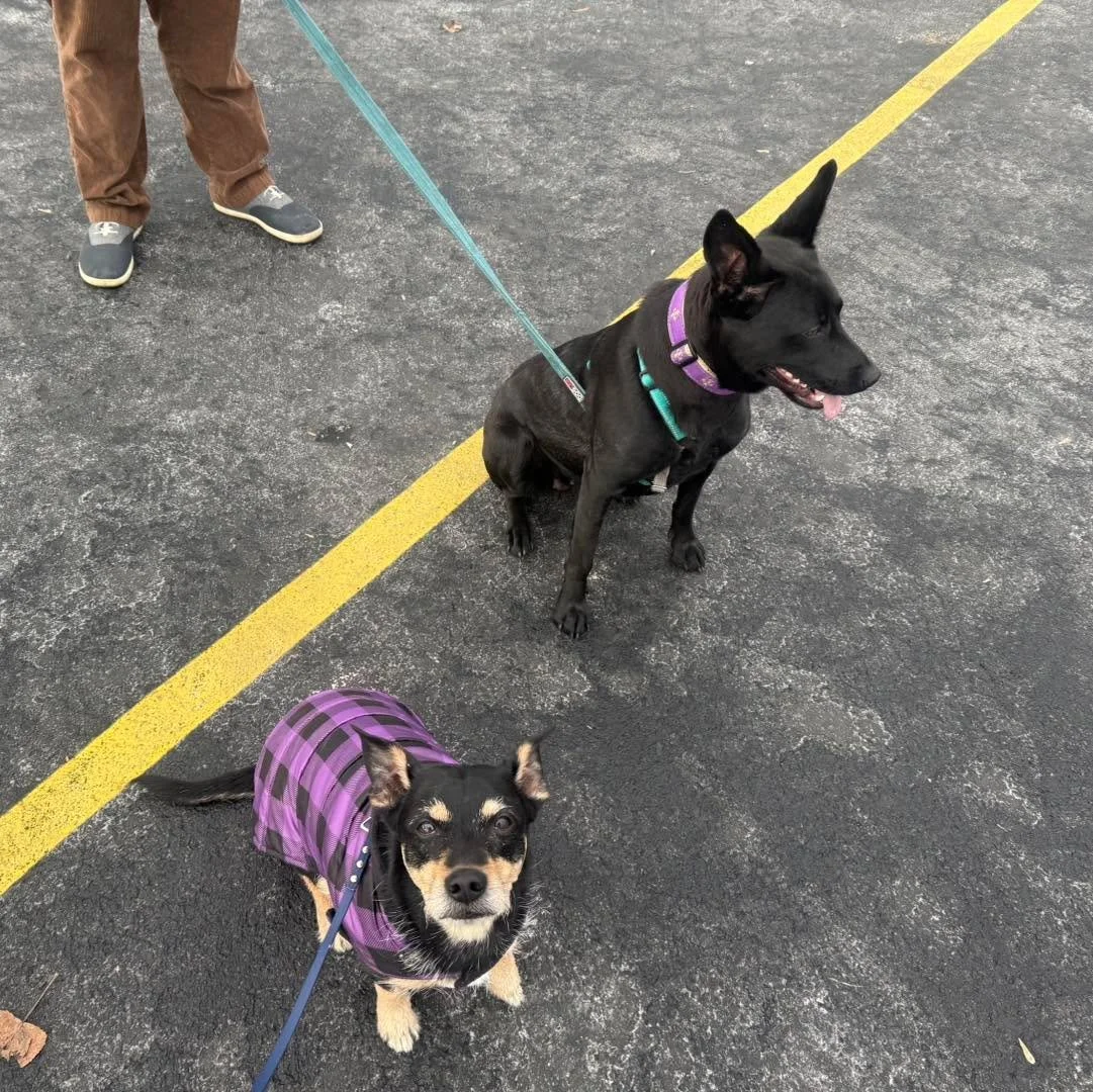 Gwen and Chloe 🐾❤️