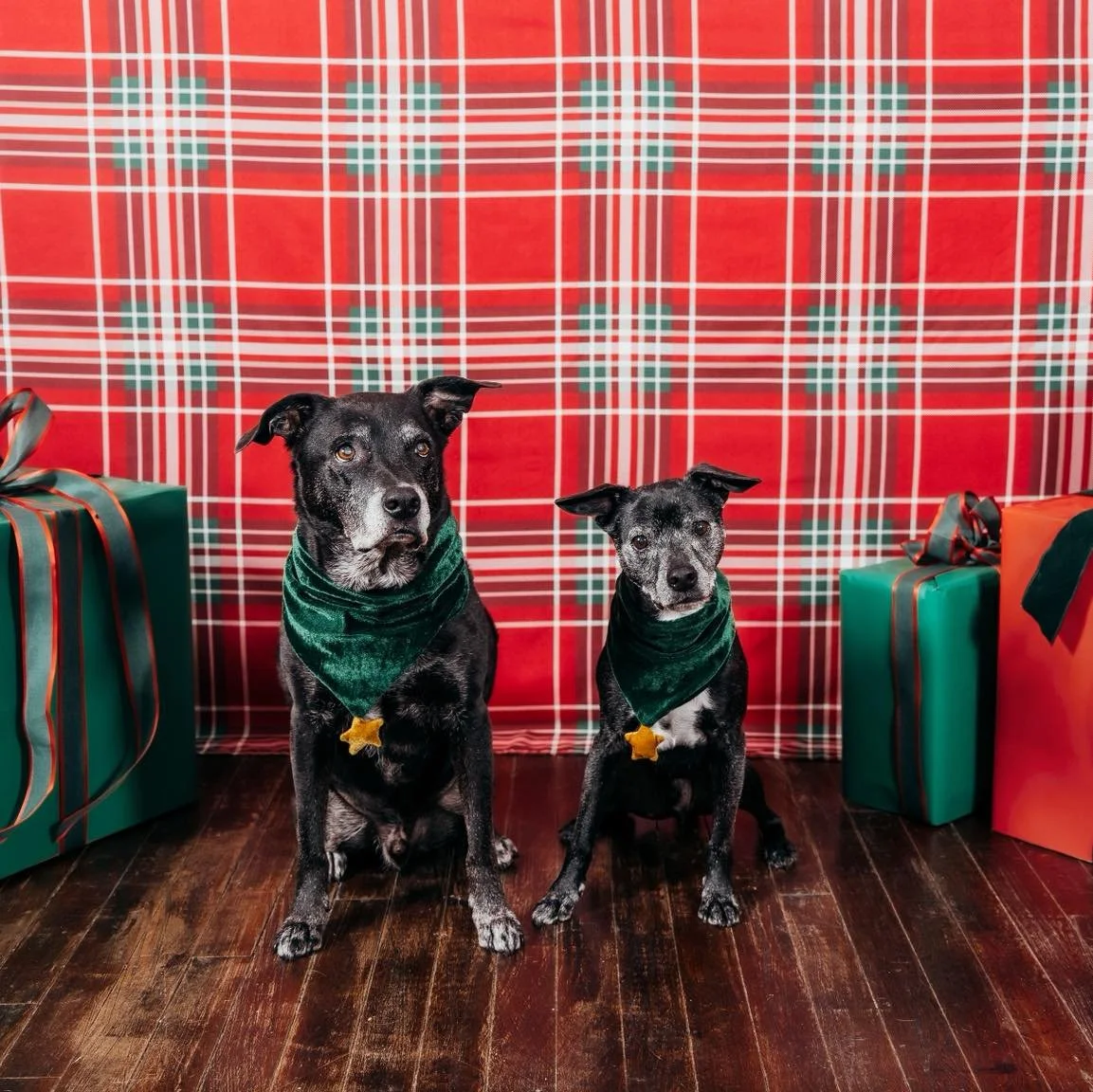 🎄 Holiday Week Drop-In Classes! 🎄 

🎅🏻 Link in comments. 

Looking for something fun to do with your dog this week? Join us for one (or both!) of our drop-in options:

🍺 Brewery Manners &mdash; TODAY
Practice calm, real-world skills in a brewery