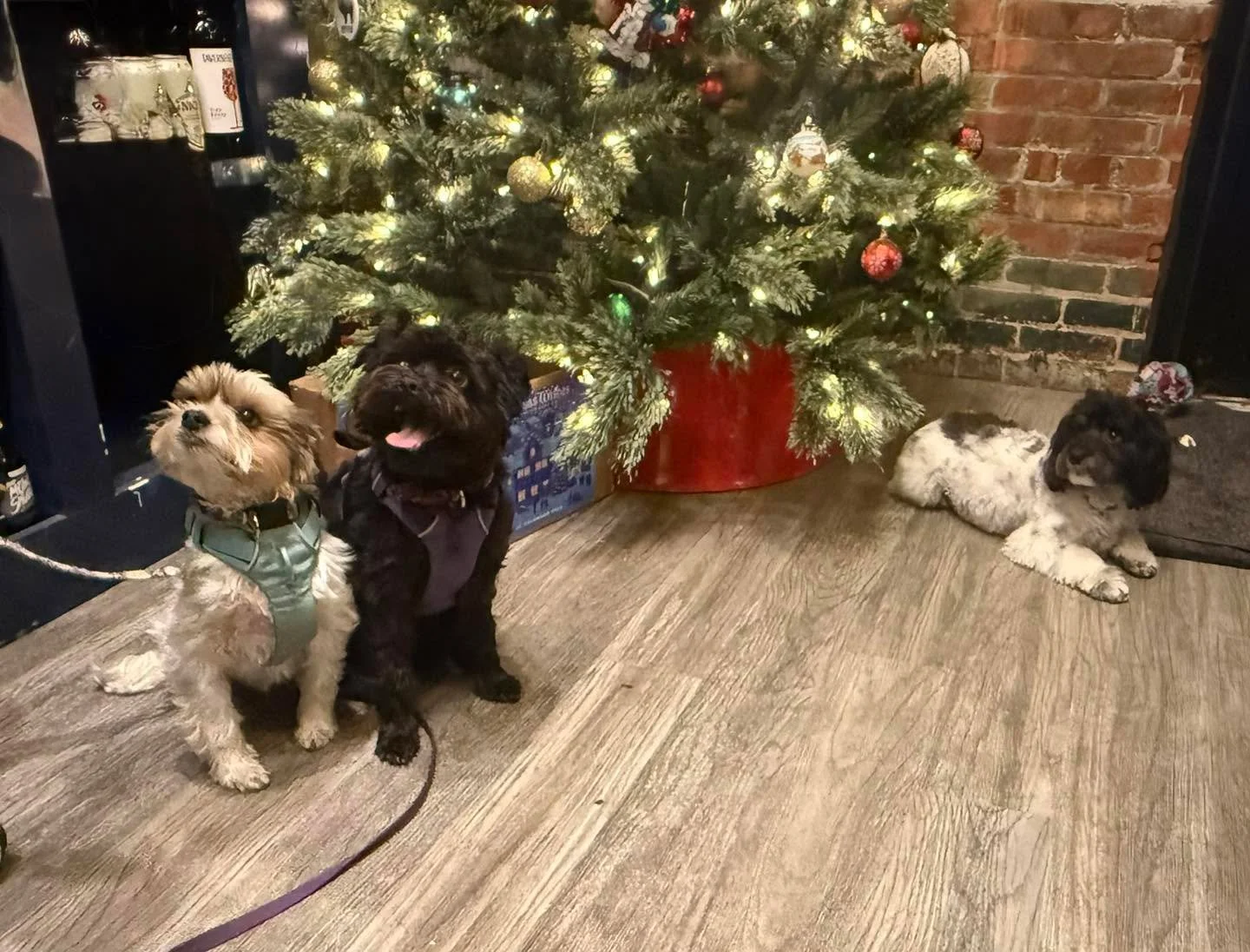 Merry Christmas Eve 🎄🐶 Check the newest Level 2 Brewery Manners Pups 🎅🏻