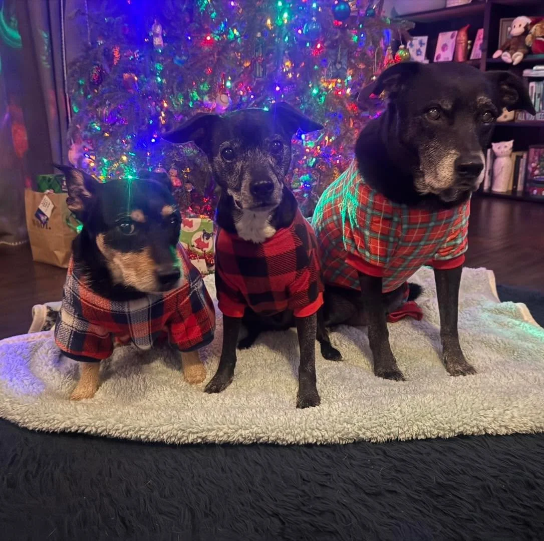 Merry Christmas 🎄🐾❤️🎅🏻