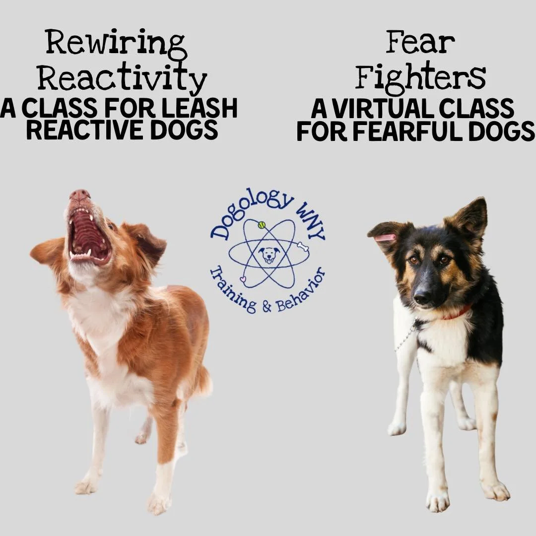 New Year&rsquo;s resolution for your dog:

✨ Fewer panic moments
✨ More confidence
✨ New coping skills
✨ Better walks

If your dog is barky and leash reactive or scared and fearful, you don&rsquo;t need stricter rules&mdash;you need the right support