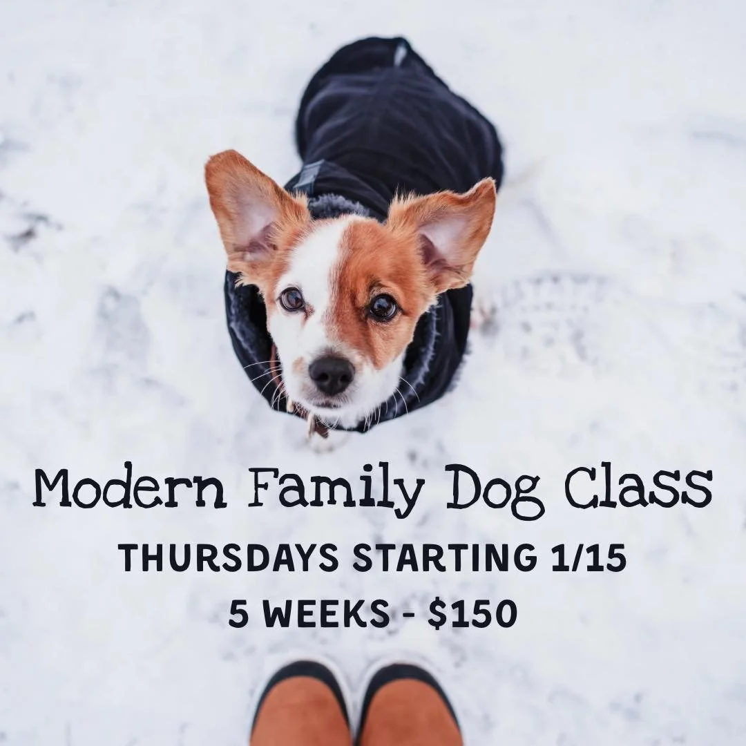 🚨One spot left! Click the link in the comments to claim it.

Modern Family Dog: Real-life training for real-life humans 🐾
