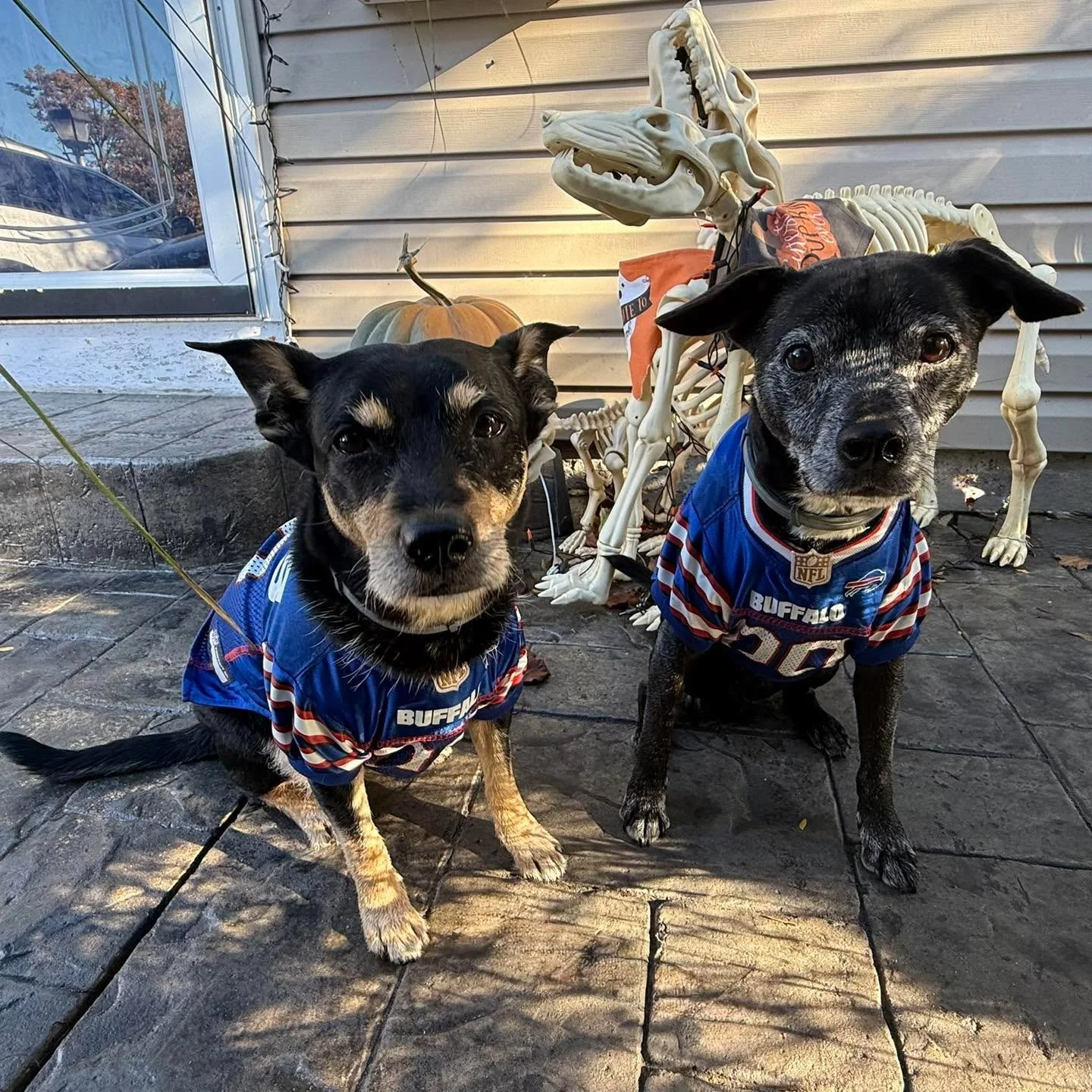 Let&rsquo;s Go Buffalo 🦬❤️💙🐾