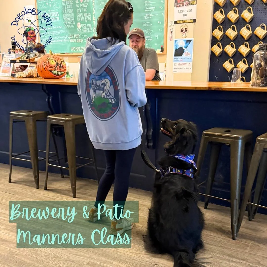 One spot left in November&rsquo;s Brewery &amp; Patio Manners Class! Going on 4 years of this class with Fattey Beer Co Wurlitzer 🐾🍻

Patio season will return eventually, and these are helpful skills for holidays and festive gatherings, too 😉

If 