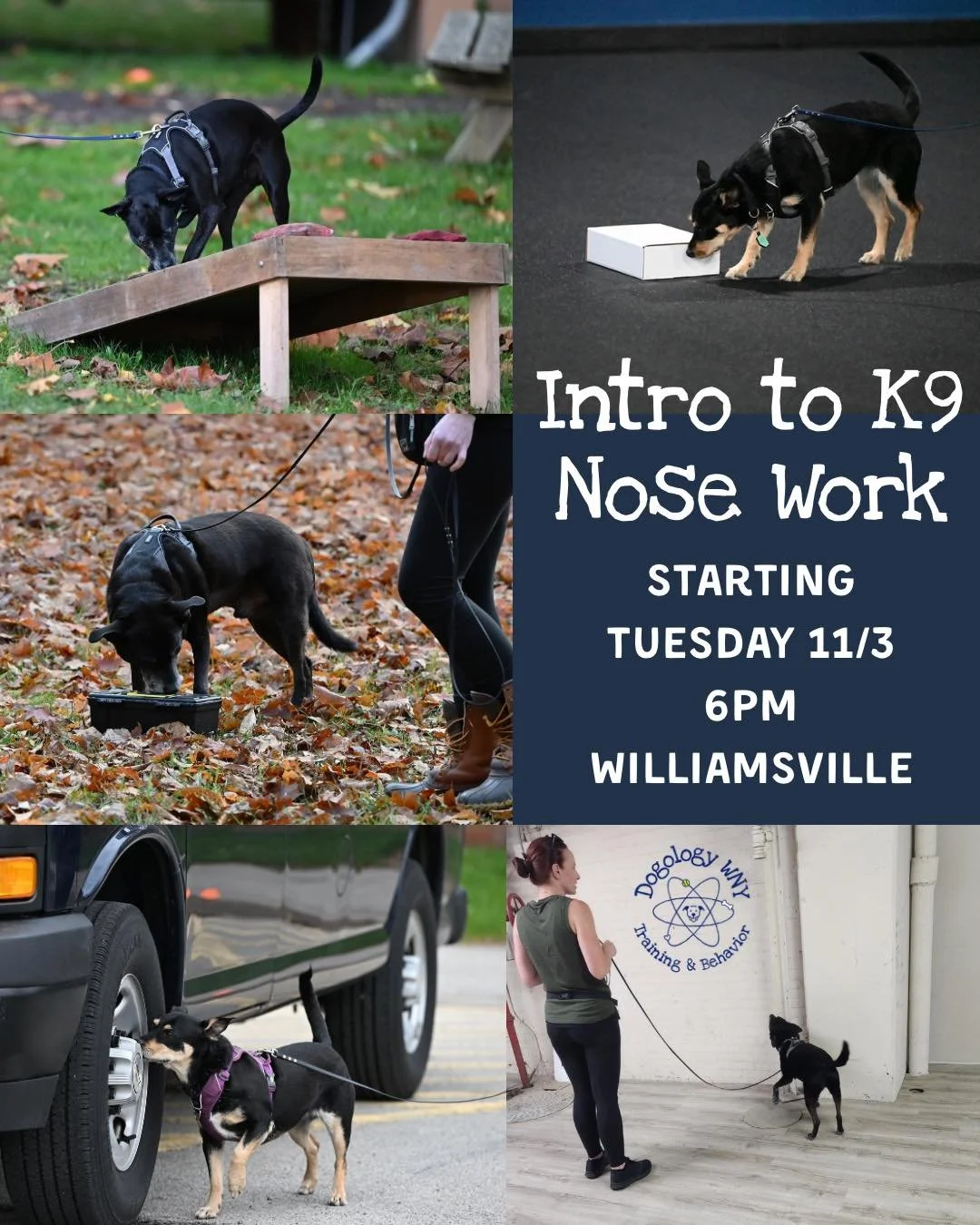 2 spots left for Intro to K9 Nose Work, starting in November! Visit our website to register 🐾