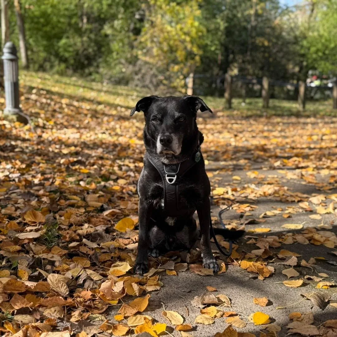 Get out and enjoy a crisp fall Saturday this weekend 🍂🐶🐾

Join Kristen for or an outdoor nose work class 🌳🍁🐕

Amherst / Tonawanda area. One spot left!

Click the link in the comments to sign up.