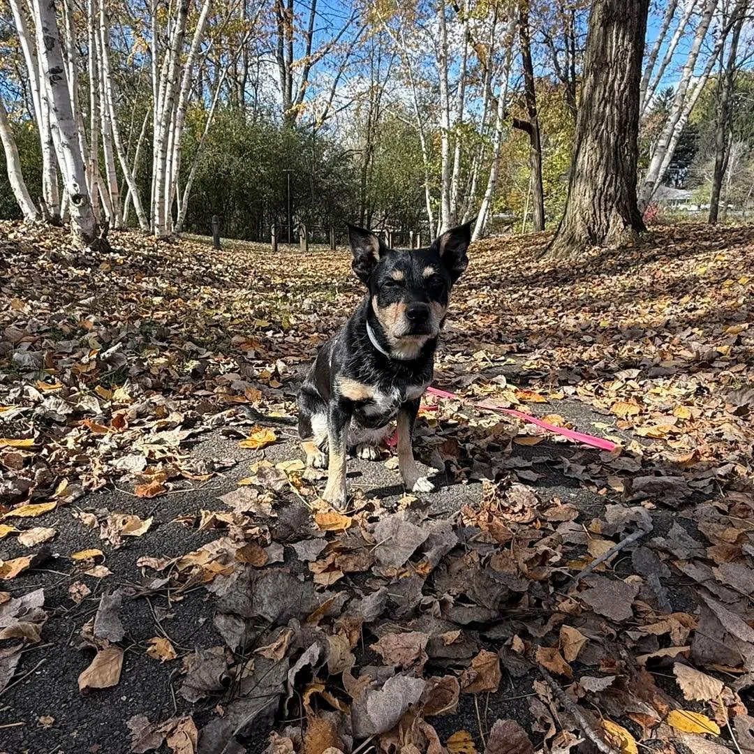 Two ways to get out and enjoy a crisp fall Saturday this weekend 🍂🐶🐾

A social walk with Maura or an outdoor nose work class with Kristen 🌳🍁🐕

Both will be in Amherst / Tonawanda area.

Click a link in the comments to sign up.