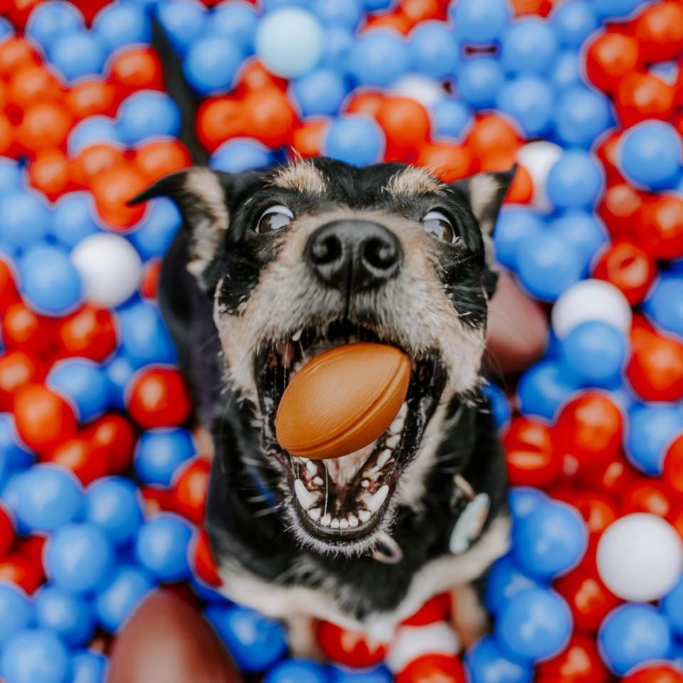 Let&rsquo;s Go Buffalo 🦬❤️💙🐾🐶