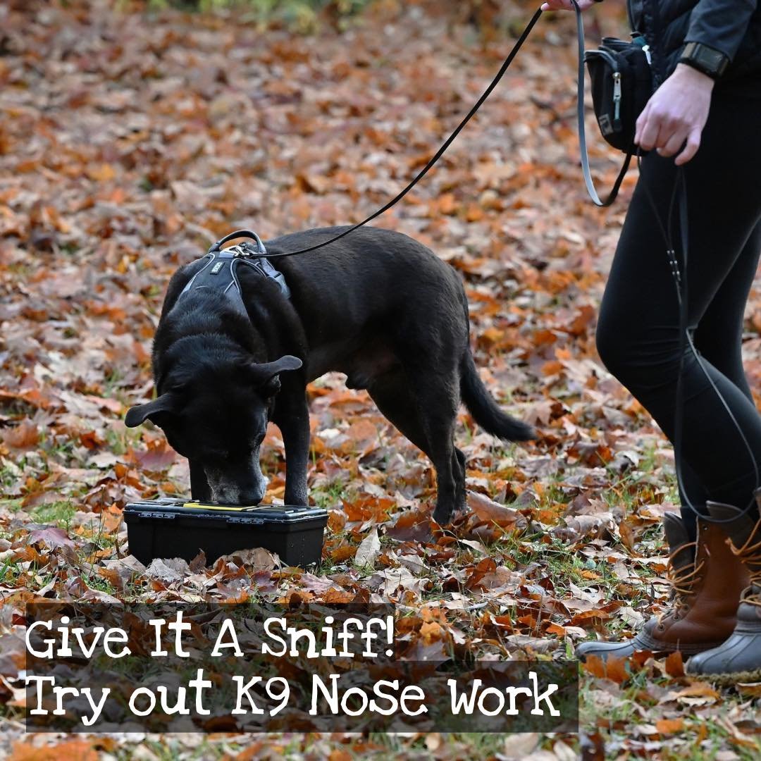 Give It a Sniff! 🐾

Curious about nose work but not ready to commit to a full class? Come give it a try! In this one time introductory session, your dog will learn the basics of searching for hidden scents while building confidence, focus, and probl