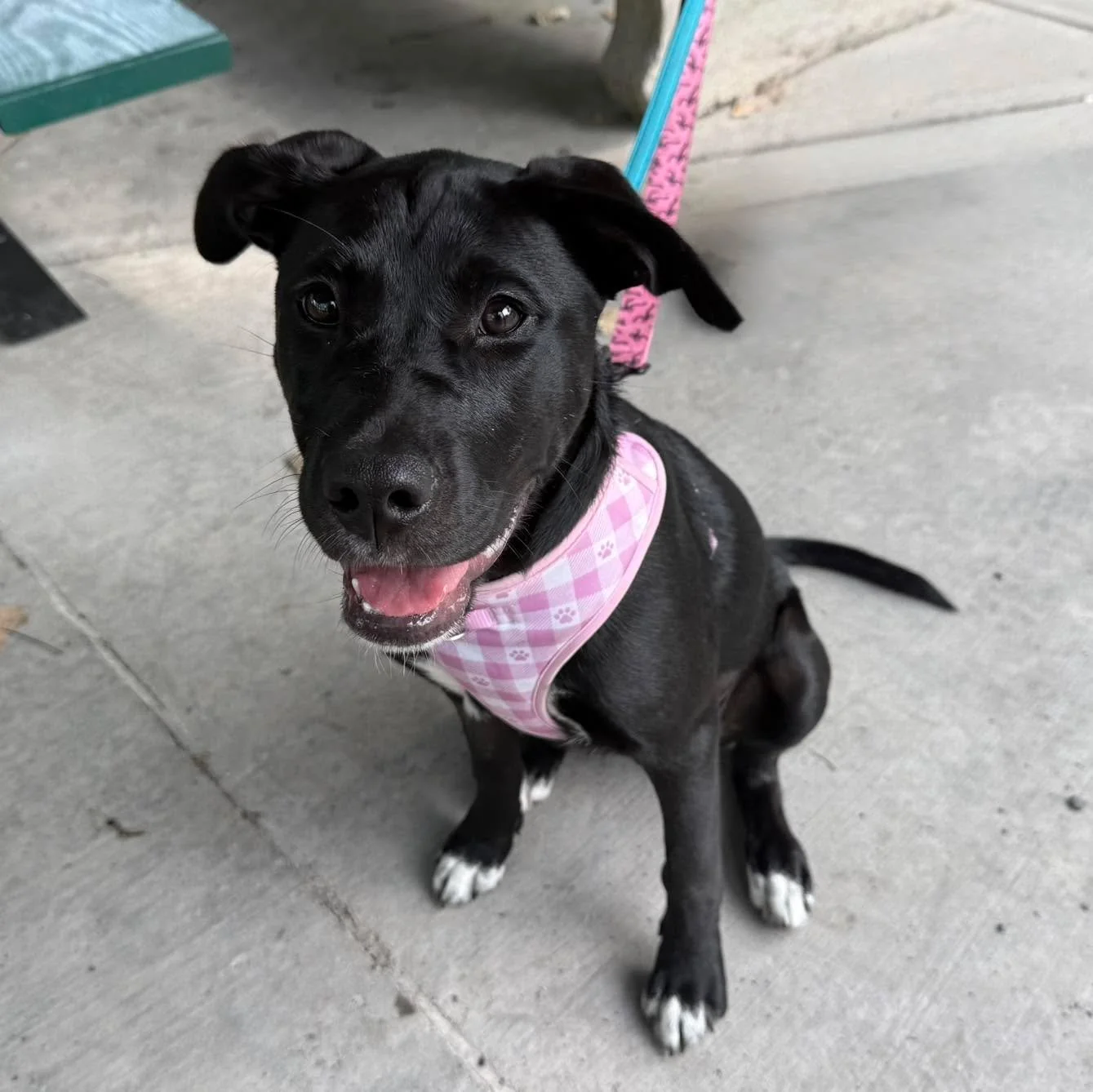 Check out this adorable girl!  Quincy 💕 She&rsquo;s done a bit of training with me, and she is such a fun little lady to work with!

She&rsquo;s highly food motivated, loves learning, and really enjoys working with her foster mom. She enjoys showing