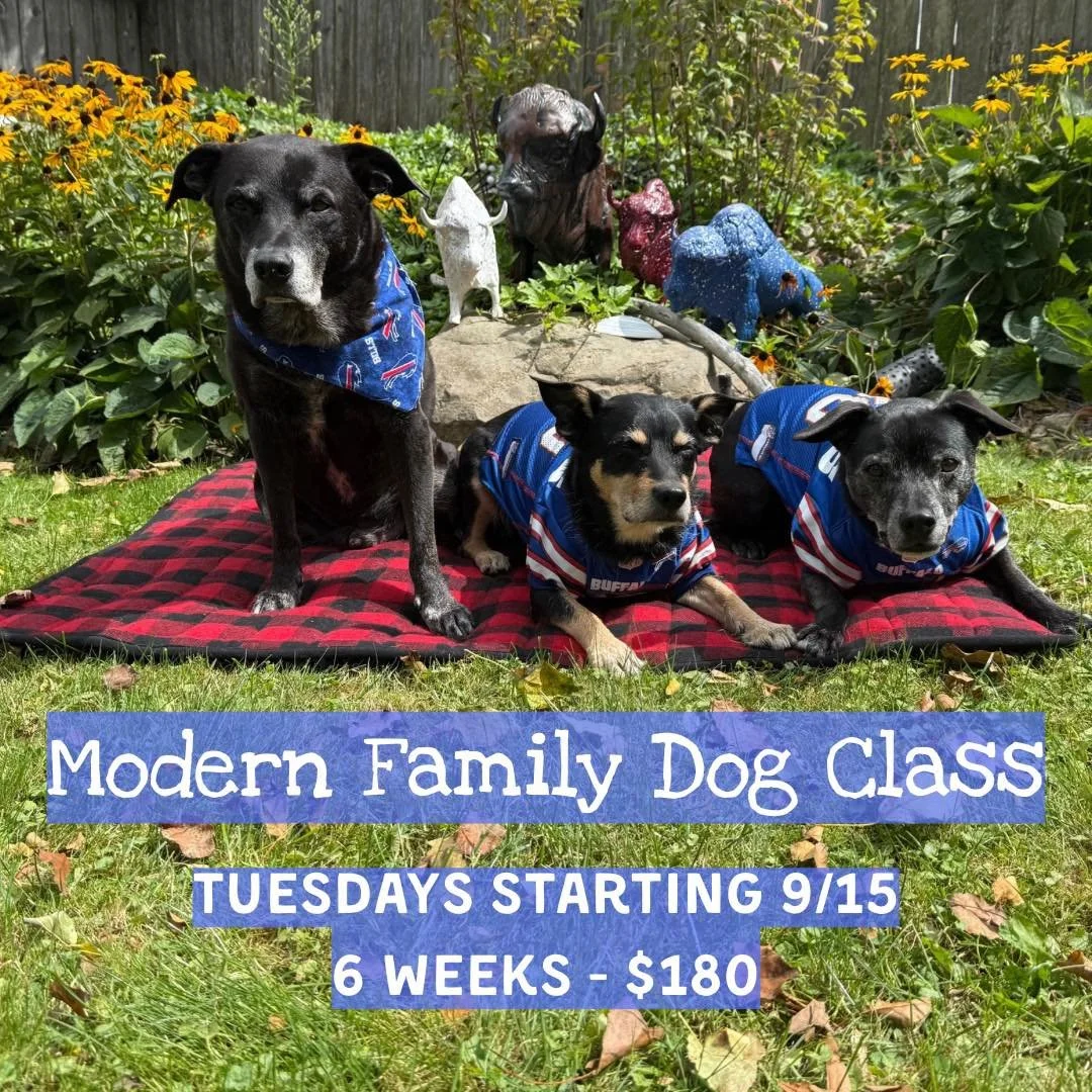 Last minute opening for Modern Family Dog, starting tonight! Visit the Book a Class page on our website to join 🐾