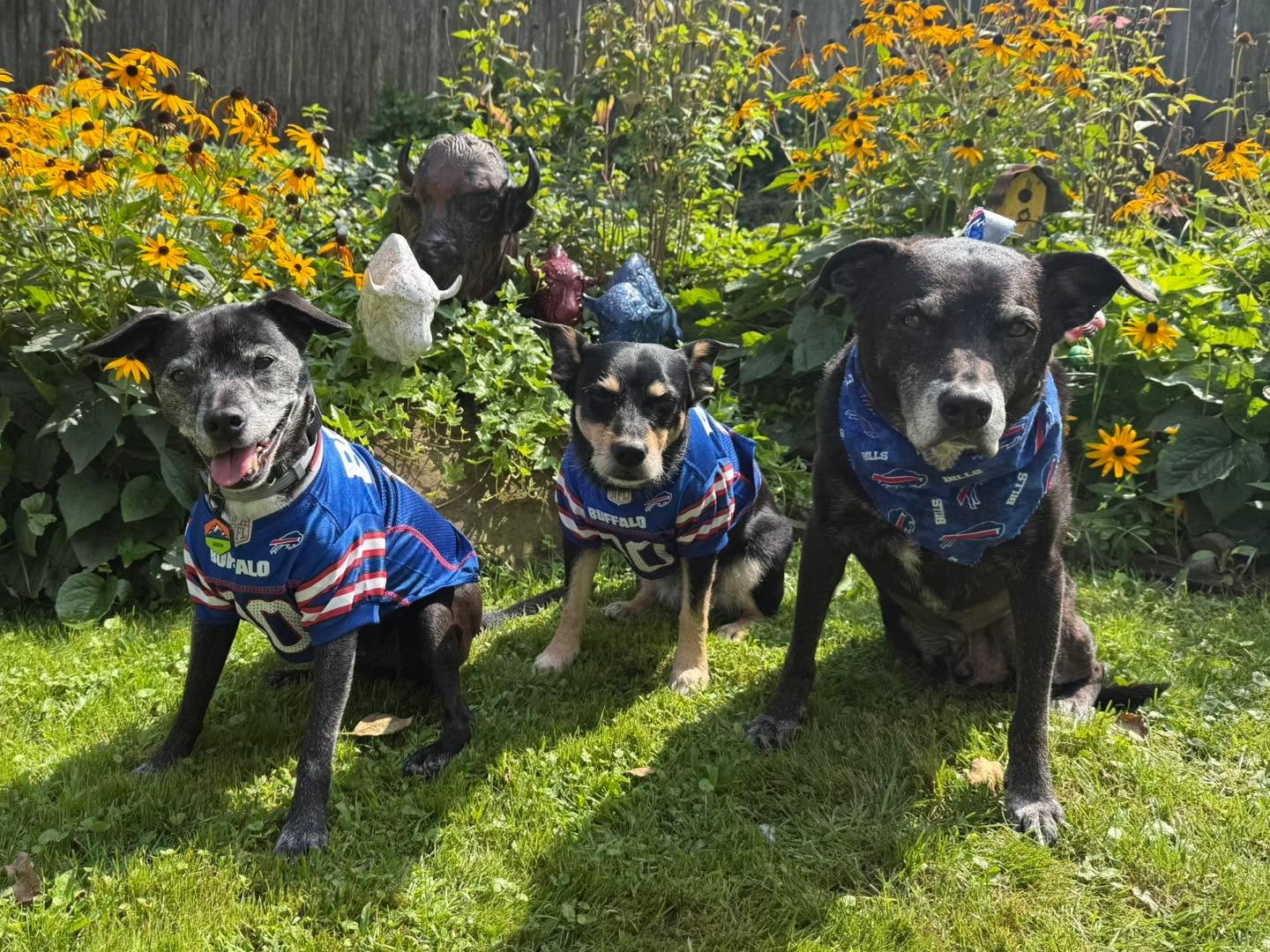 Let&rsquo;s Go Buffalo 🦬❤️💙🐾