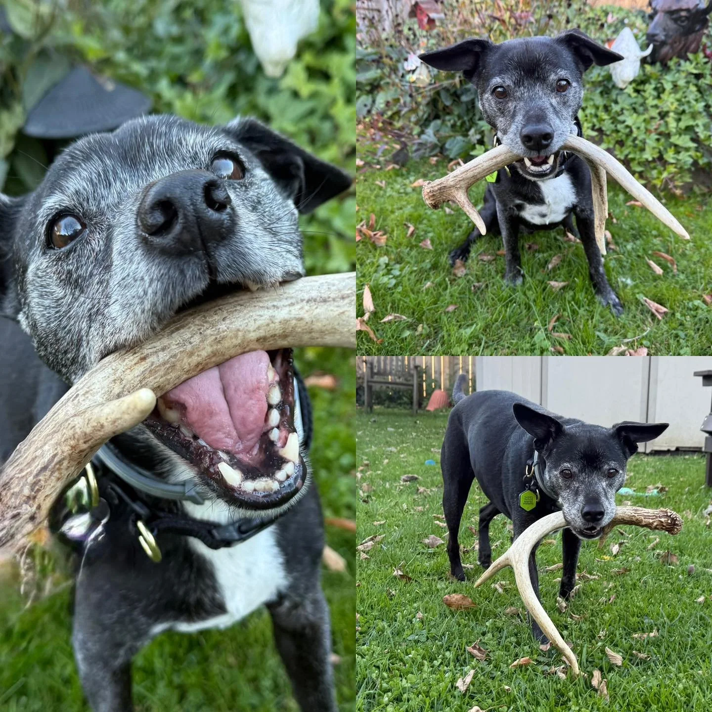 Need a winter activity for your dog? Try Shed Hunting! Click the form link in the comments to join our interest list - we will schedule classes based on interest!