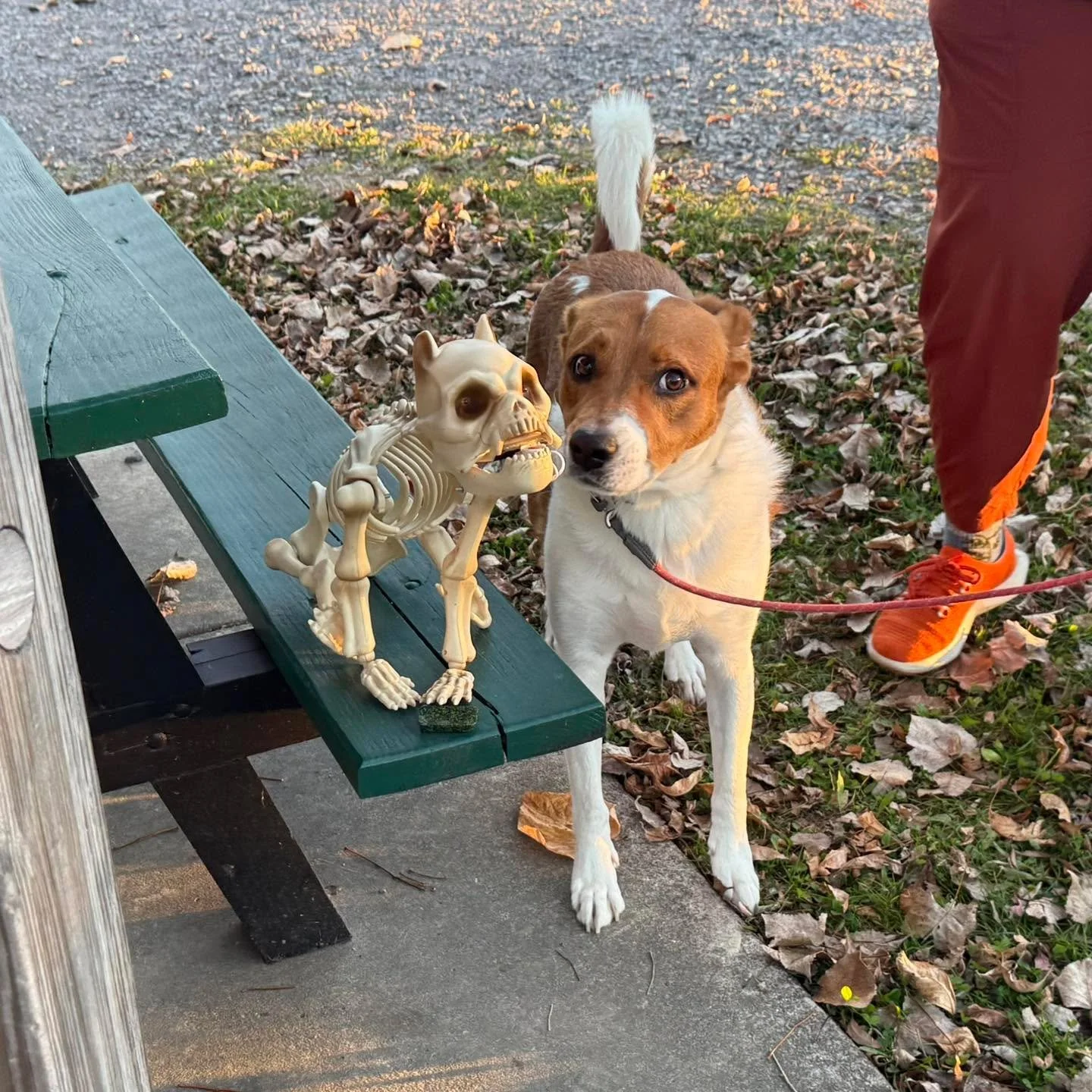 For Wednesday night&rsquo;s last outdoor class of the year, we did some Halloween sniffing, thresholds, and timed searches 🐾🎃