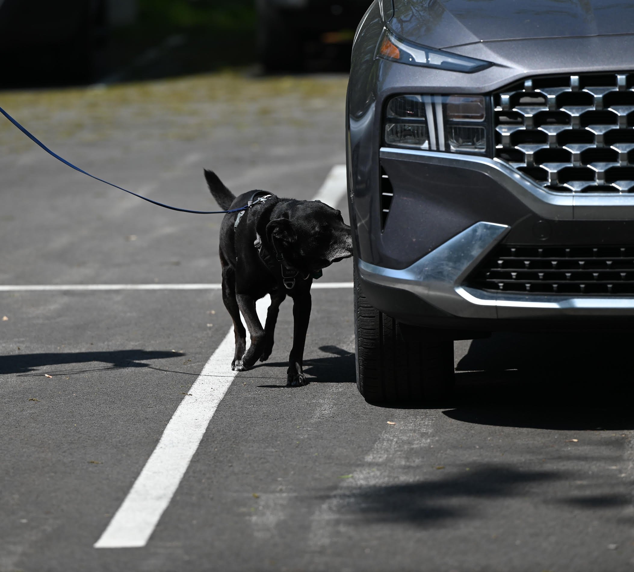 A black dog sniffing near the front tire of a gray SUV in a parking lot.
