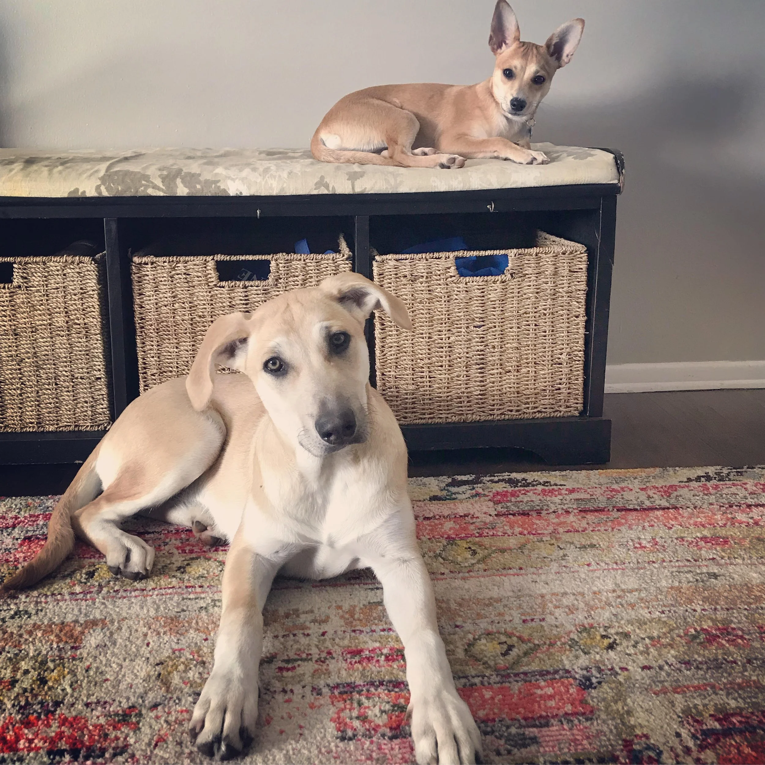 A tan and white puppy with light eyes and floppy ears lying on a patterned rug, with another smaller dog with large ears lying on a bench above.