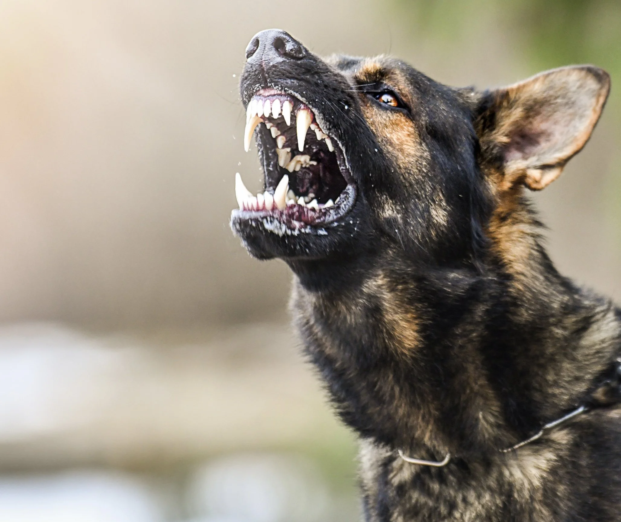 A German Shepherd dog with a black and tan coat showing its teeth and growling or barking.