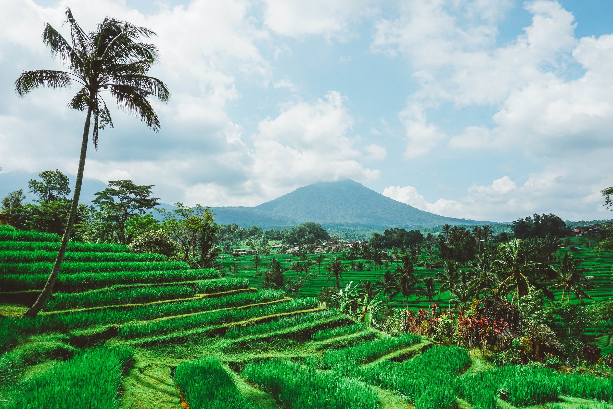 Jatiluwih Rice Terrace 