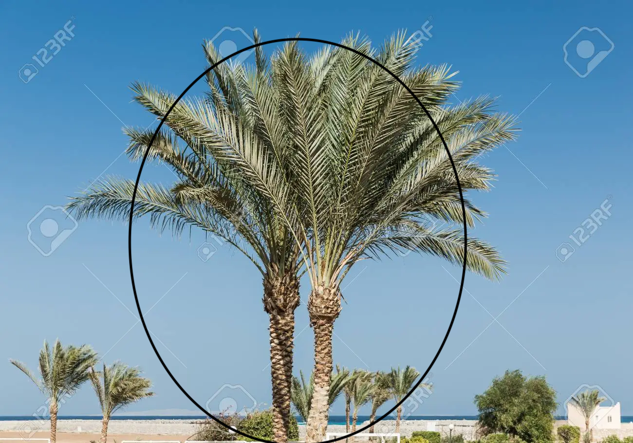 Bedioun Tree.png