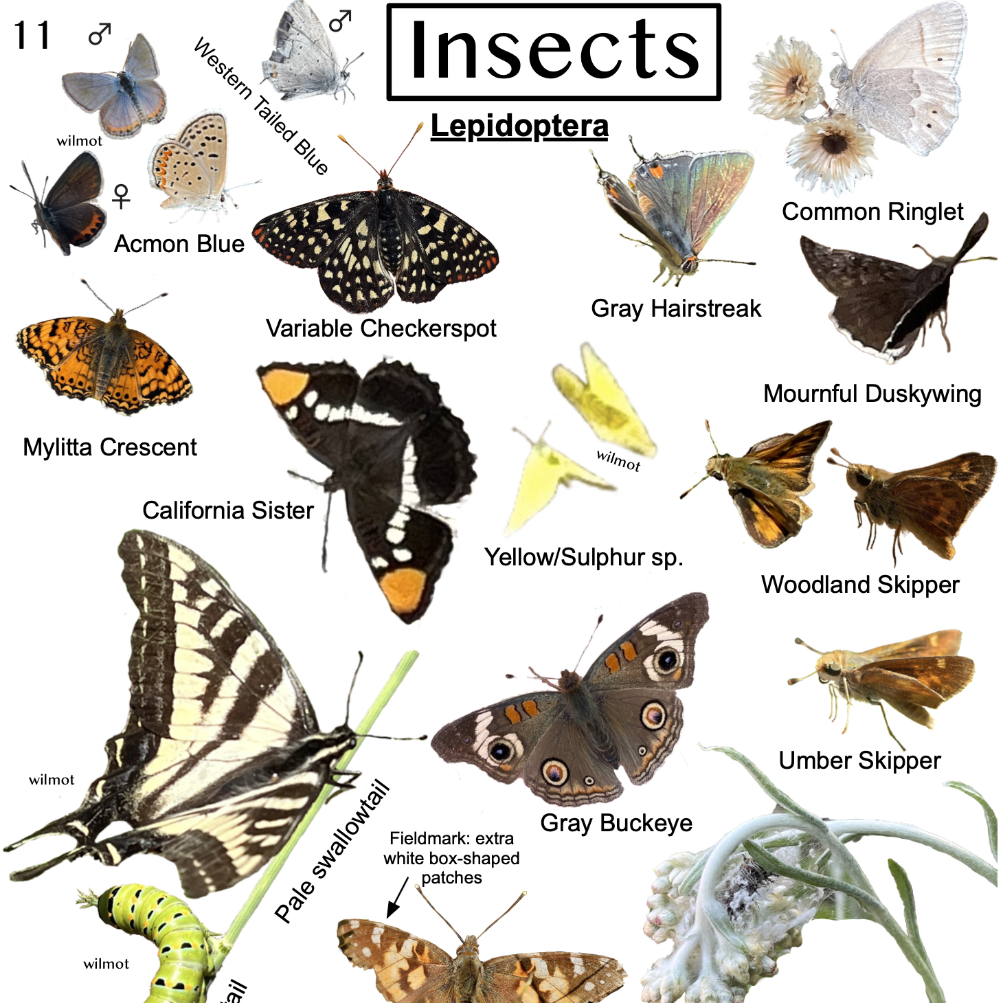 Field Guide to Slomb