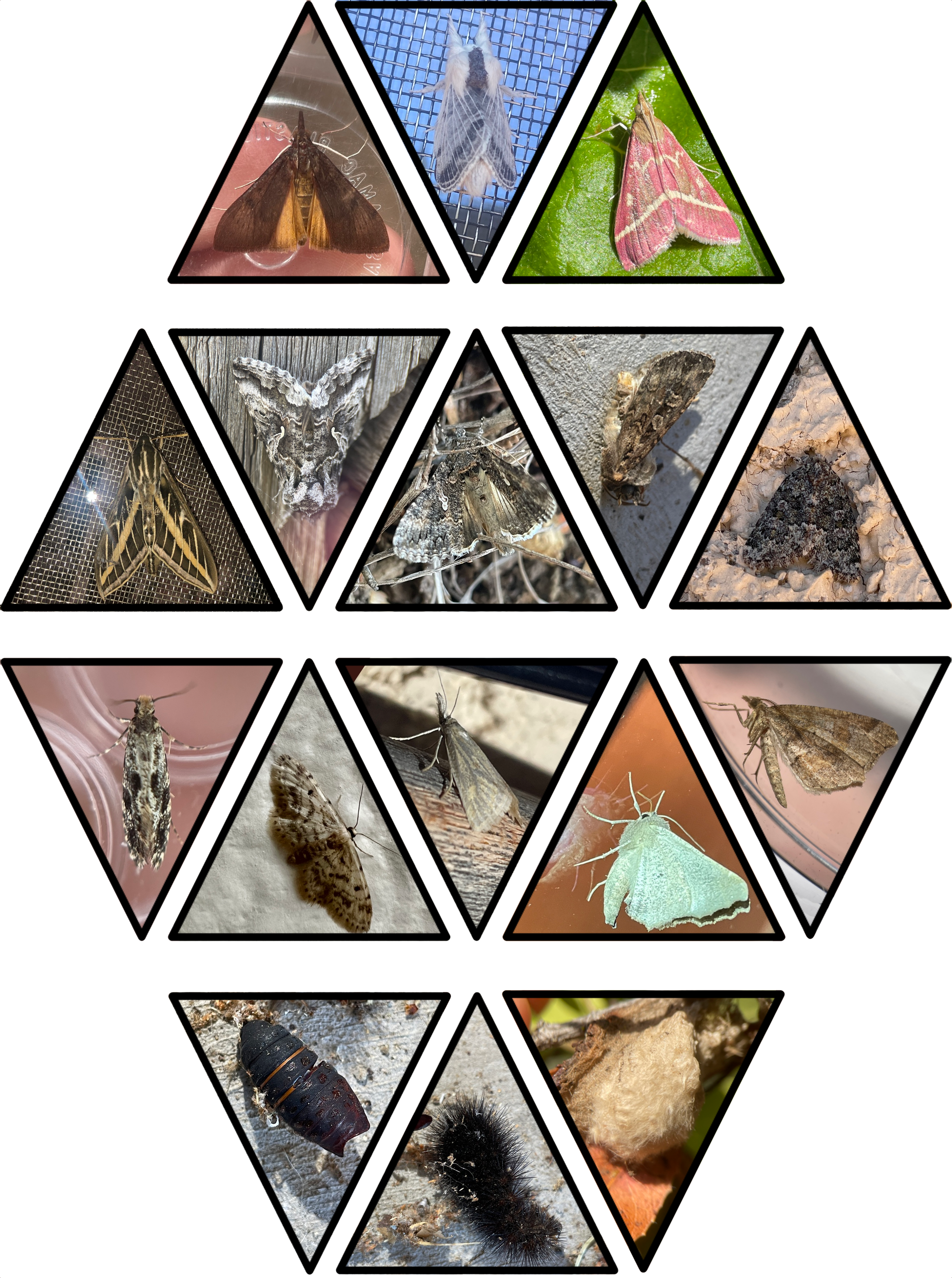 Field Guide to Slomb