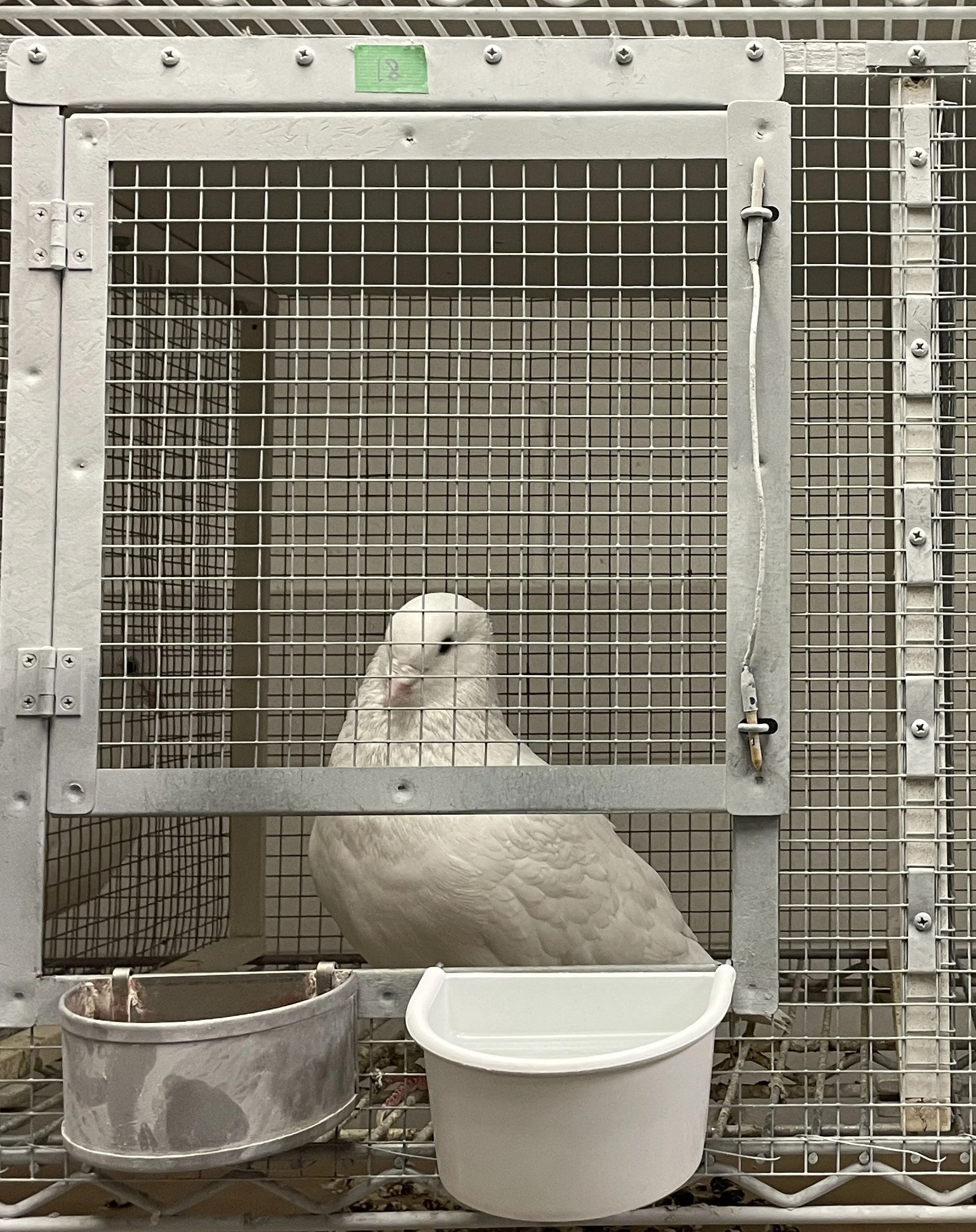 Project Pigeon Lab