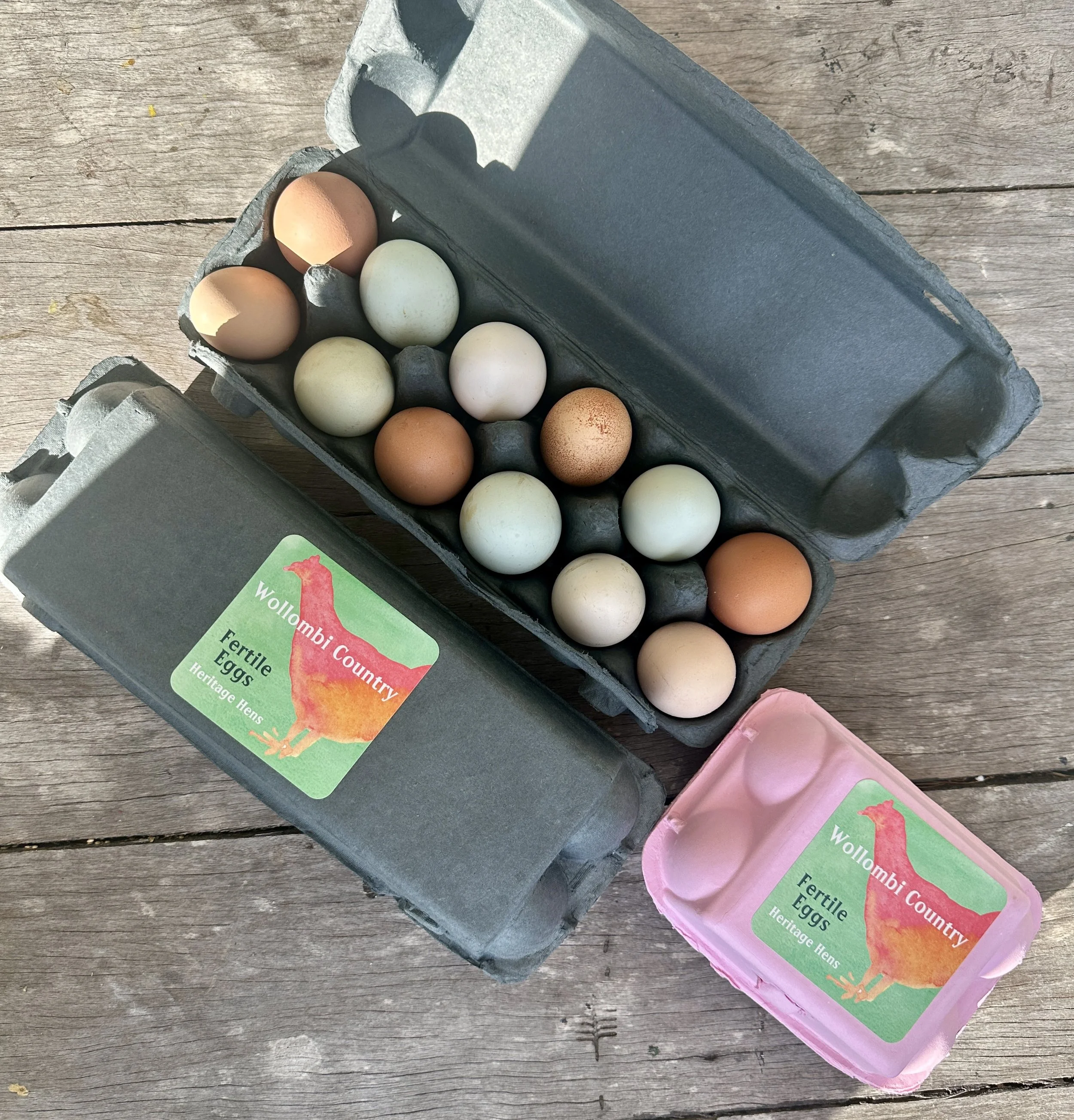 Heritage chicken - fertile eggs