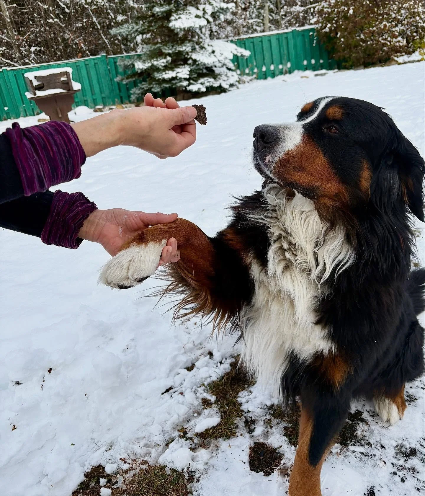 Beef Bark! Our latest offering! Some great quality Dog Treats&hellip;.simple ingredients: Our Beef (ground, liver, kidney) pumpkin, eggs&hellip;.thats all! Approved by Mack 🐾🐾🐾 available at our weekly Farmers Market booth! #dog #dogtreats #beef #f