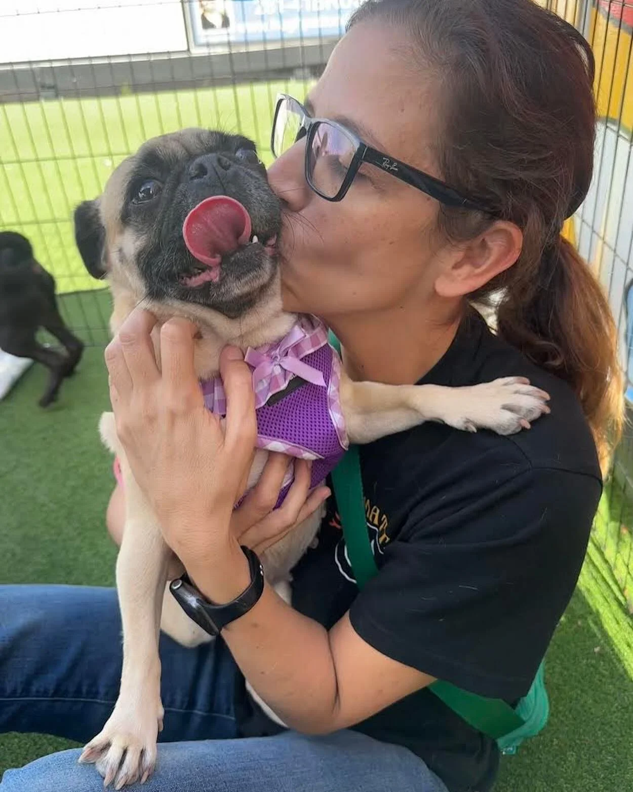 Dogs play a crucial role in mental health and emotional well-being, providing comfort through their unconditional love and companionship. Interacting with them can alleviate stress, anxiety, and depression by triggering the release of oxytocin, the &